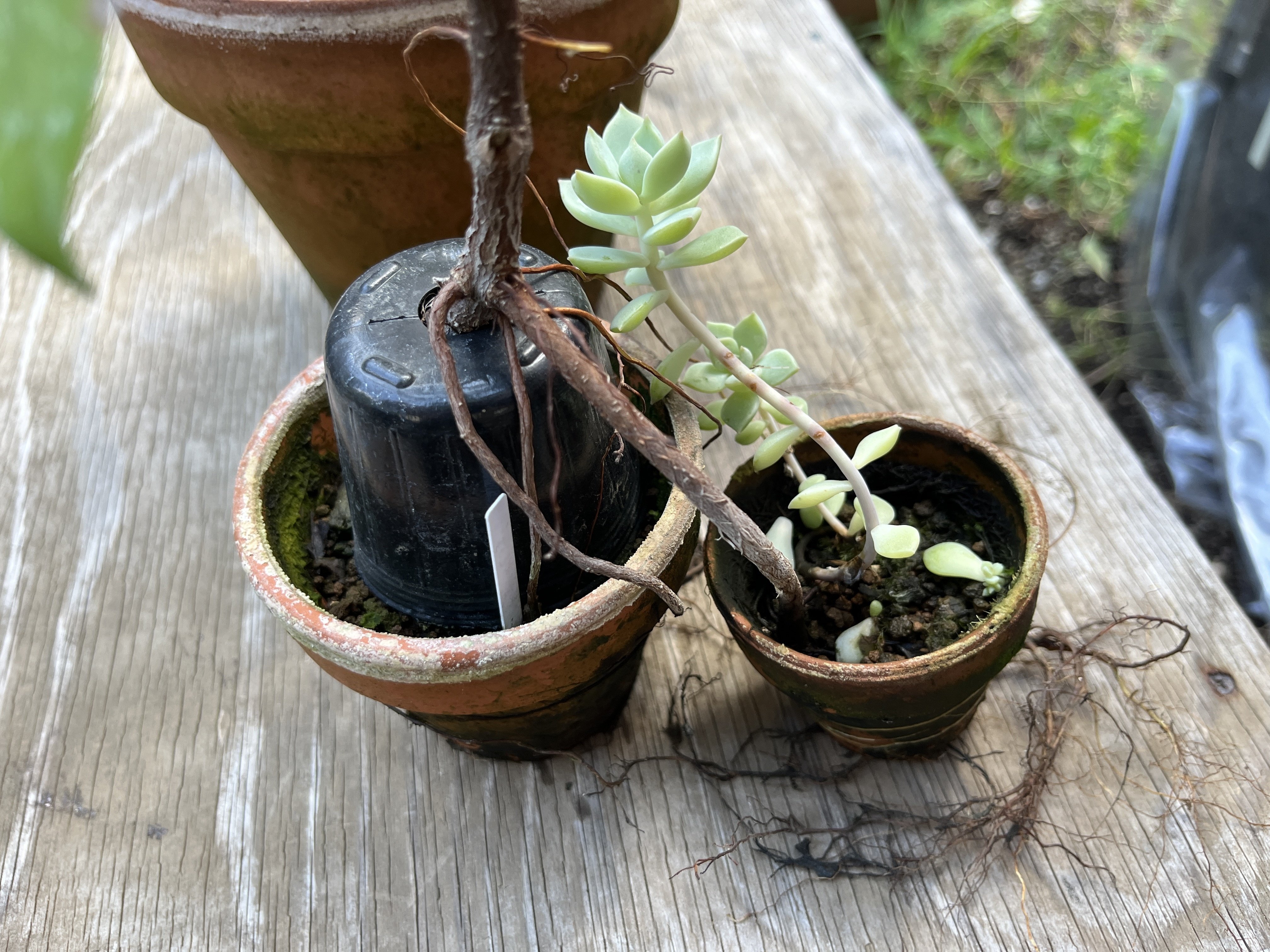 ガジュマル植え替え2日目(2024.8.25)｜NAKADA Shugo