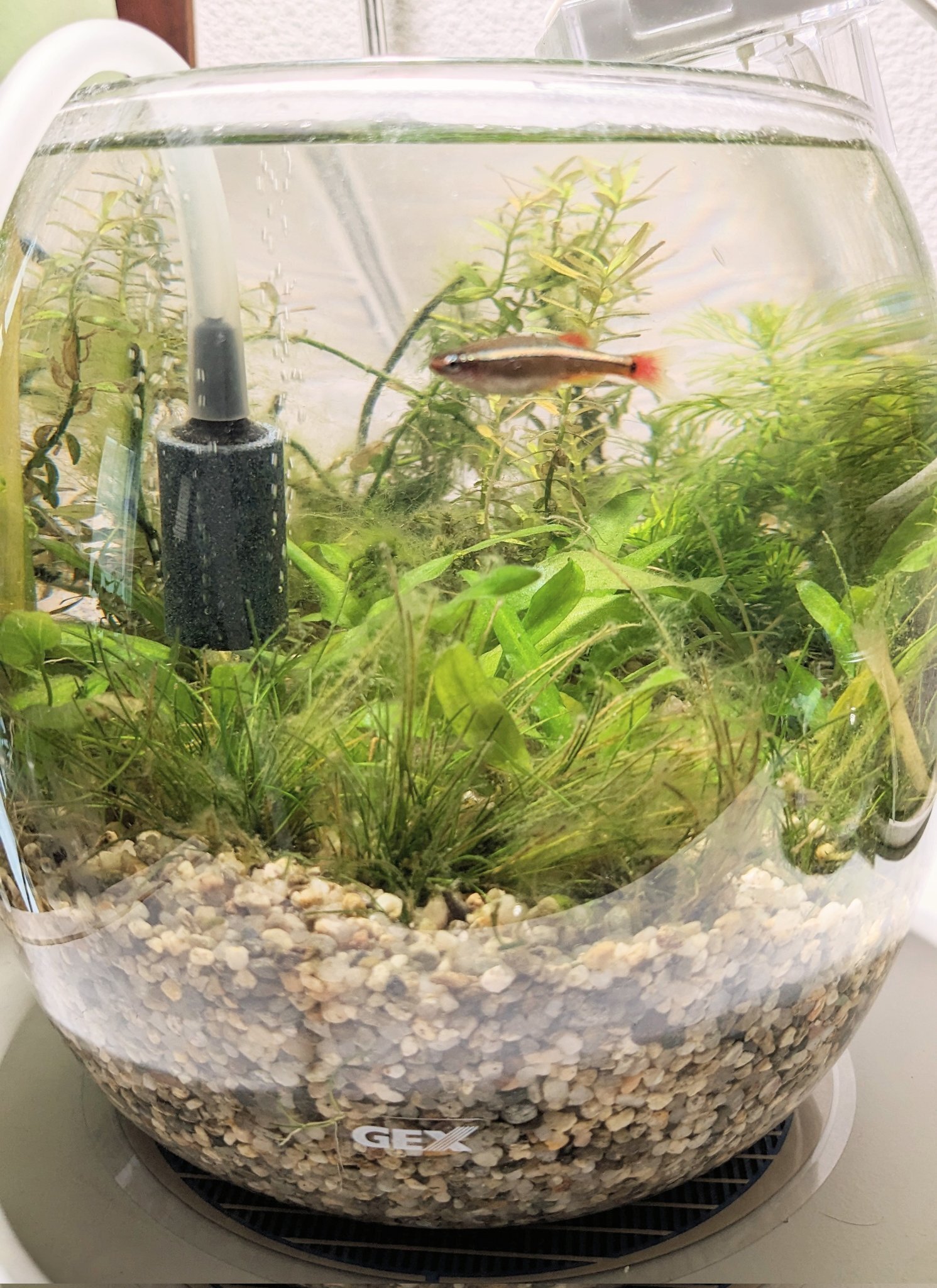 長期維持、そしてお魚の快適な暮らしのために！～ボトルアクアリウムの