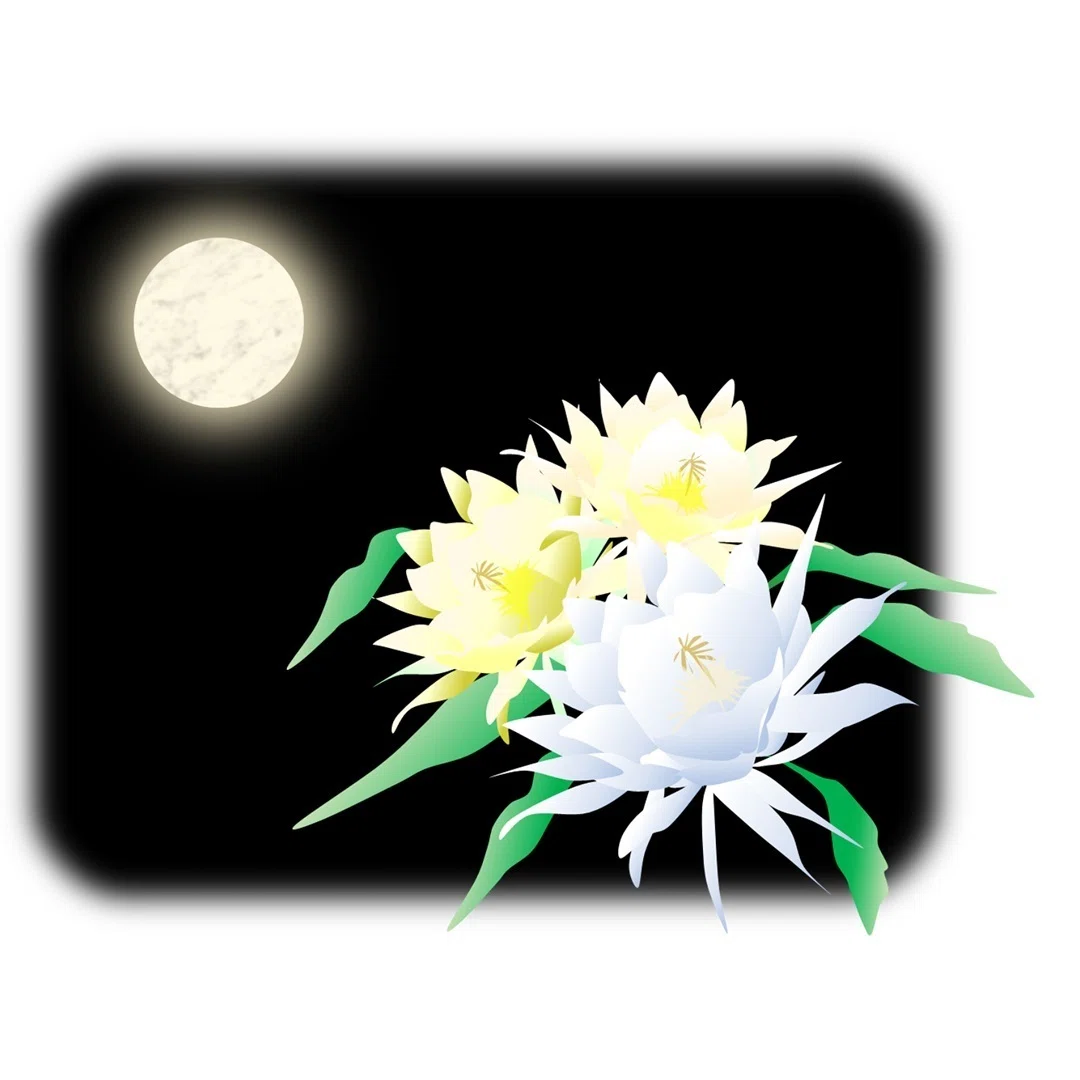 【有料記事】令和版 誕生日別 和のお守り文様 9月21日<月下美人>|YUKARI