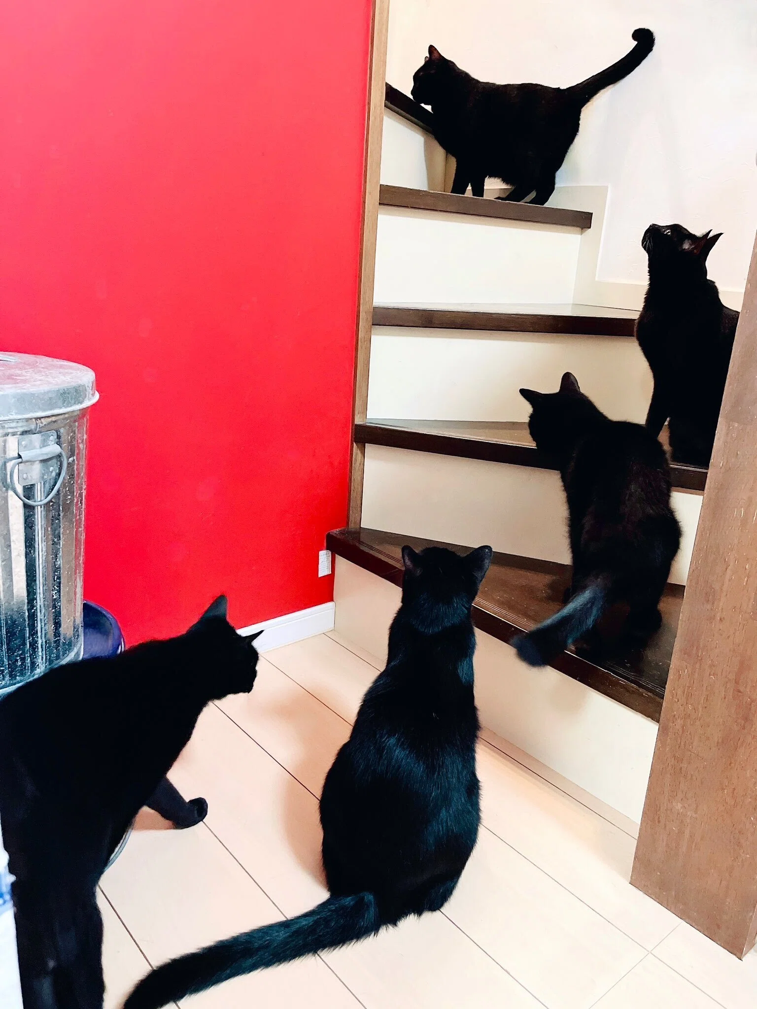 黒猫が黒猫を呼ぶのか？」19匹の猫がいるお宅で、黒猫だけが階段に