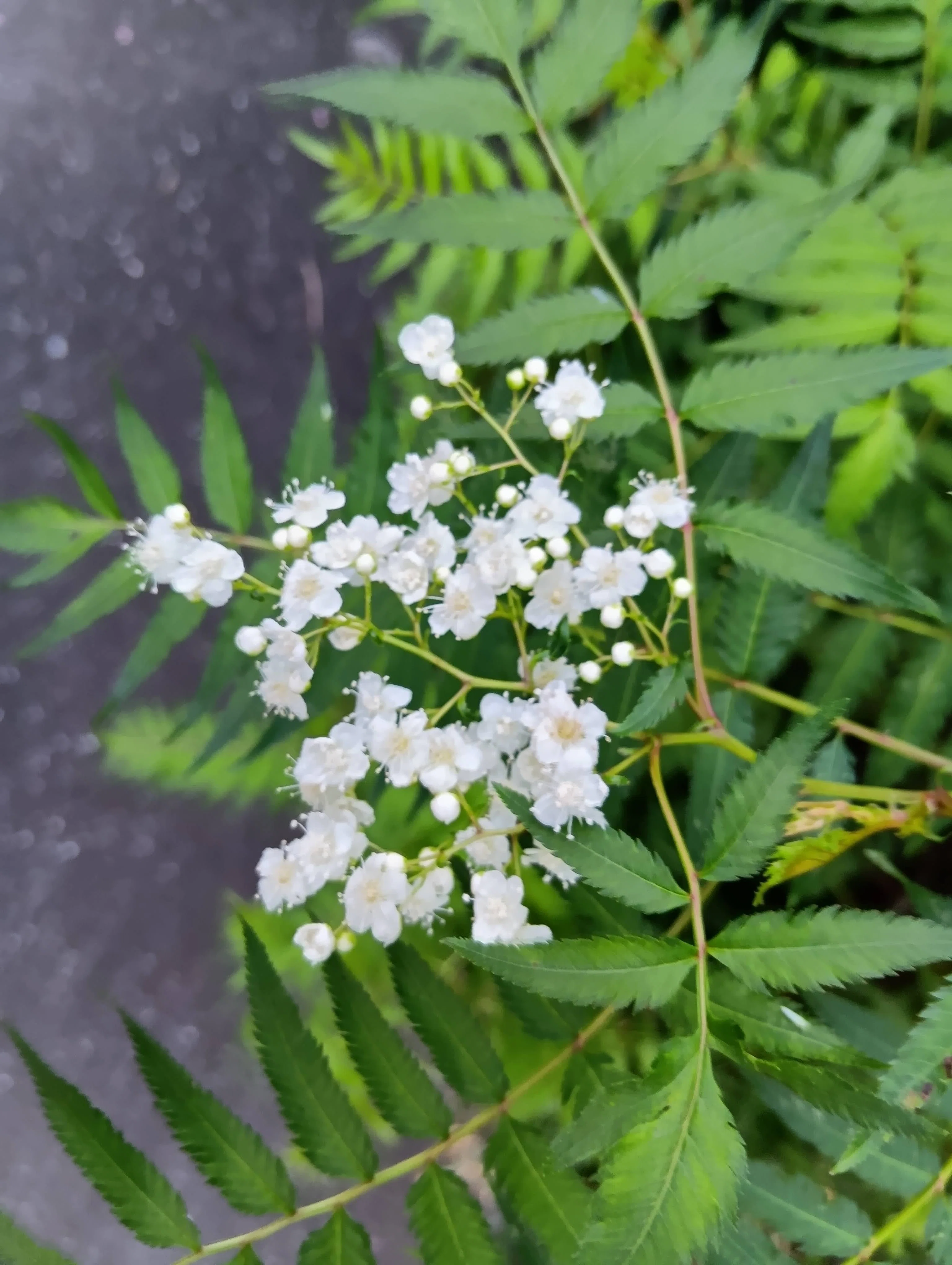 木の花｜haruka