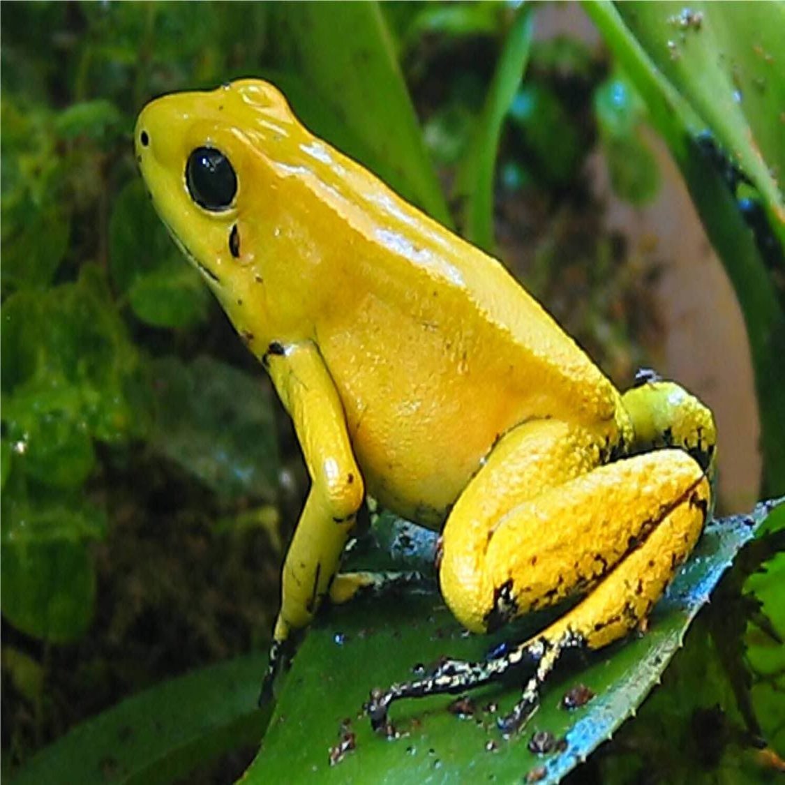 ３匹セット】バリアビリスヤドクガエル・サザン Ranitomeya variabilis \, image size:1500x1125