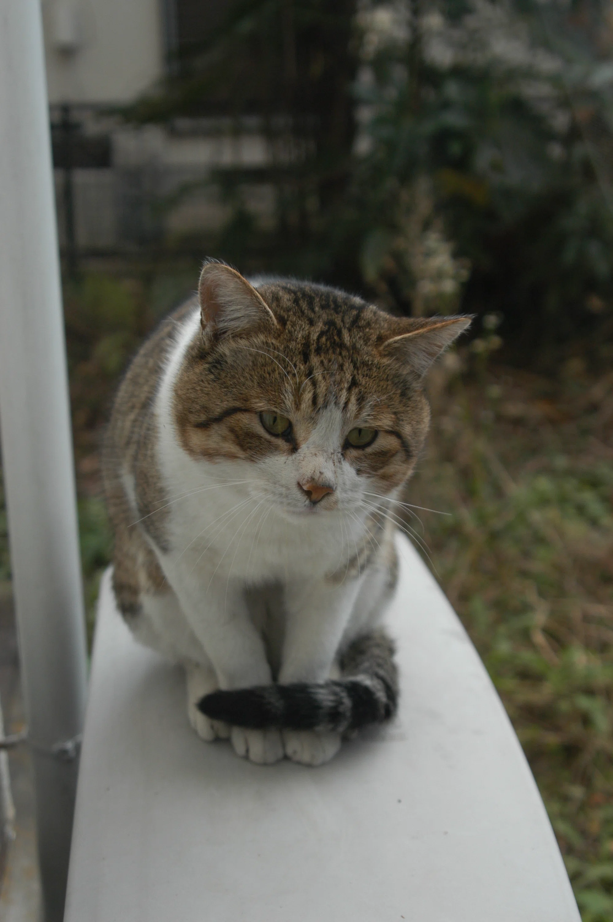 ボス風猫2007｜Goron
