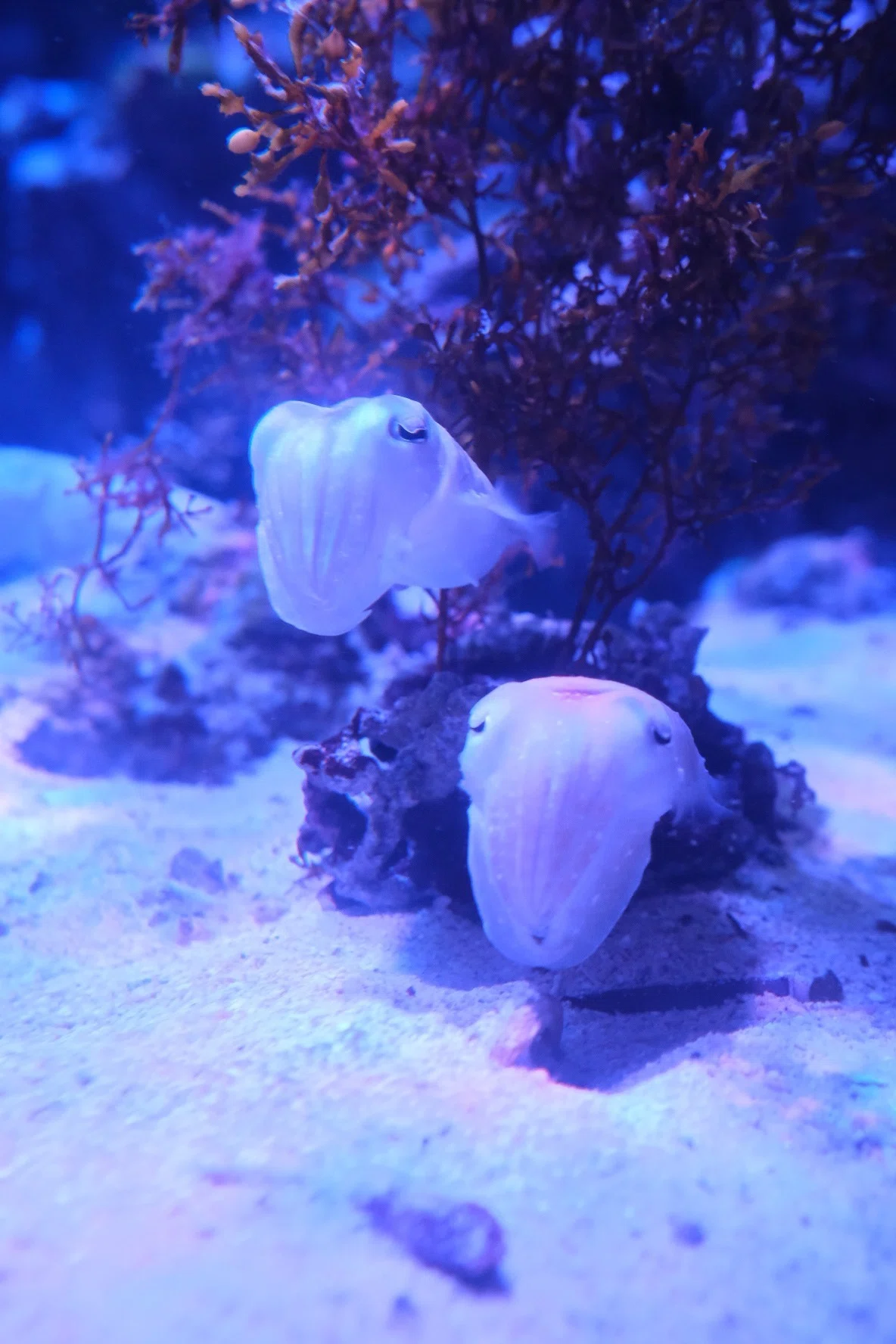 夏季限定、美ら海水族館のナイトアクアリウム：コブシメの子どもに癒さ