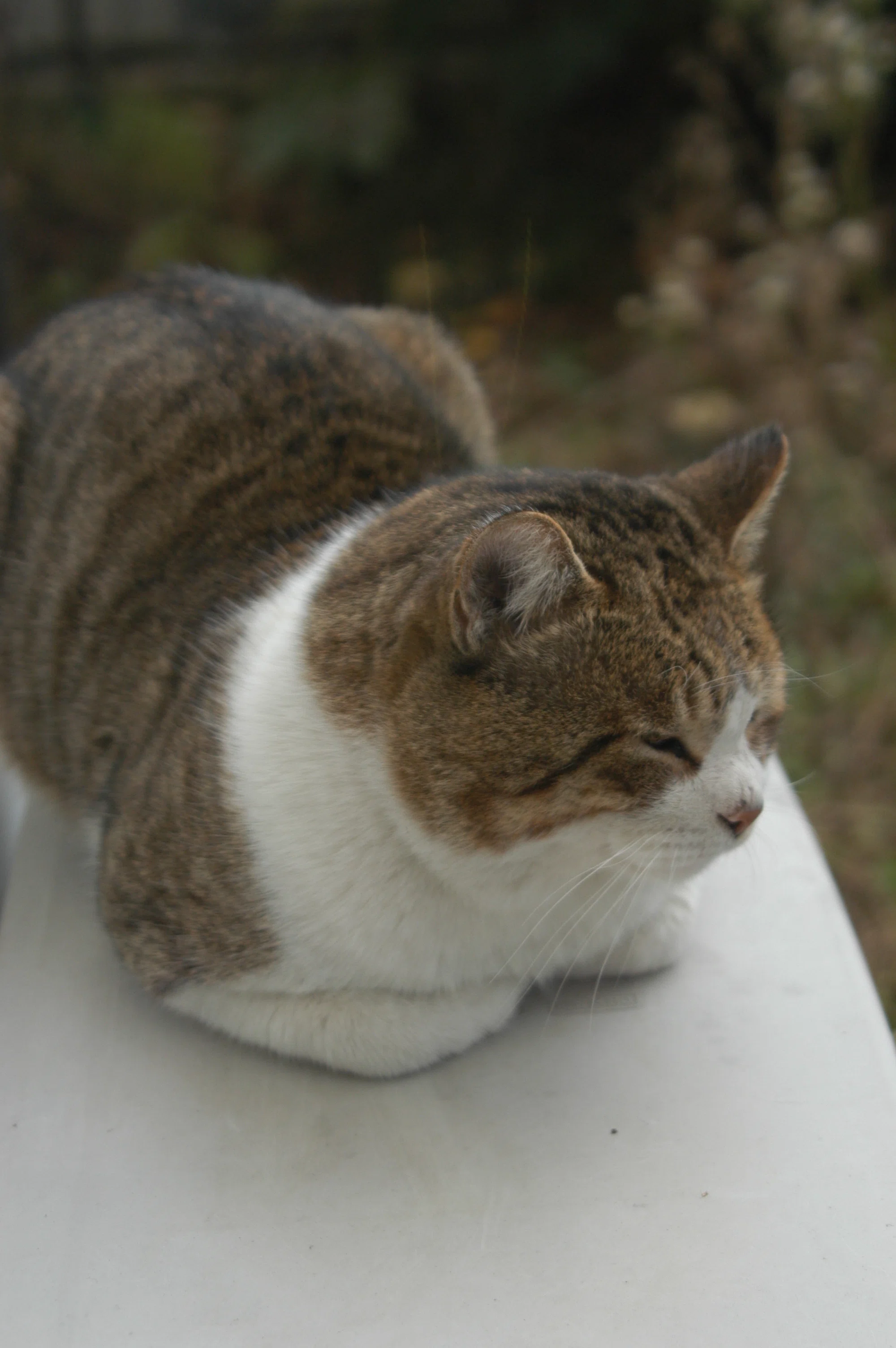 ネコ ケージ トイレ付き猫ケージ」の人気商品一覧 | 安い商品を通販サイト
