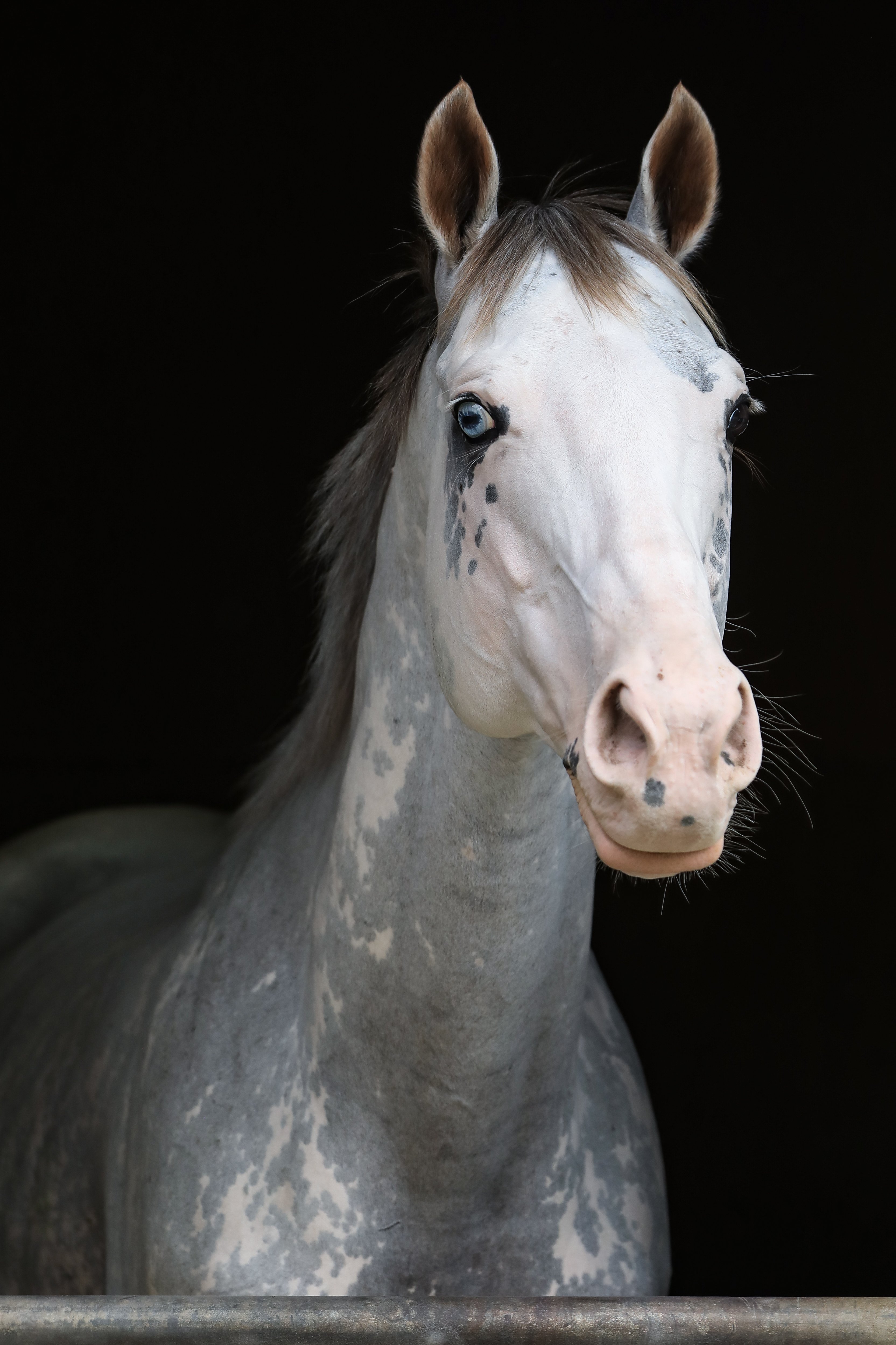 白毛馬ブームについて。｜まや