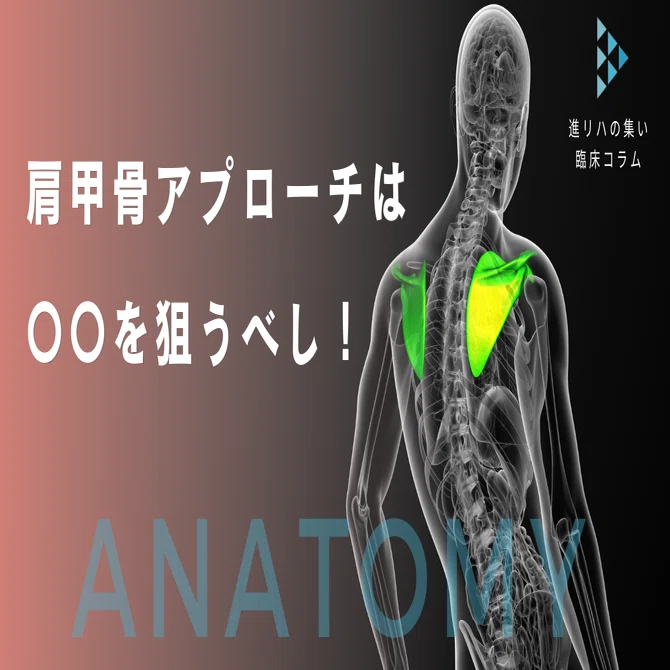 肩関節アプローチするなら肩甲骨のこの動きを狙うべし！｜委員長