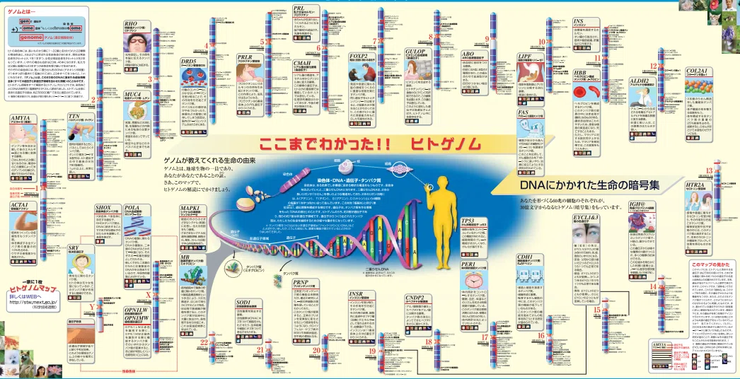 日本人におけるヒトCyp2D6の 遺伝子変異の頻度 – Cyp2D8 遺伝子変異 – RGZTO