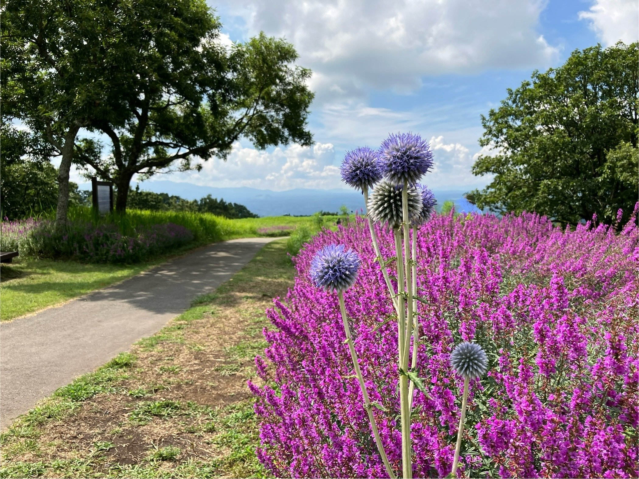 氷種藍花円型55～