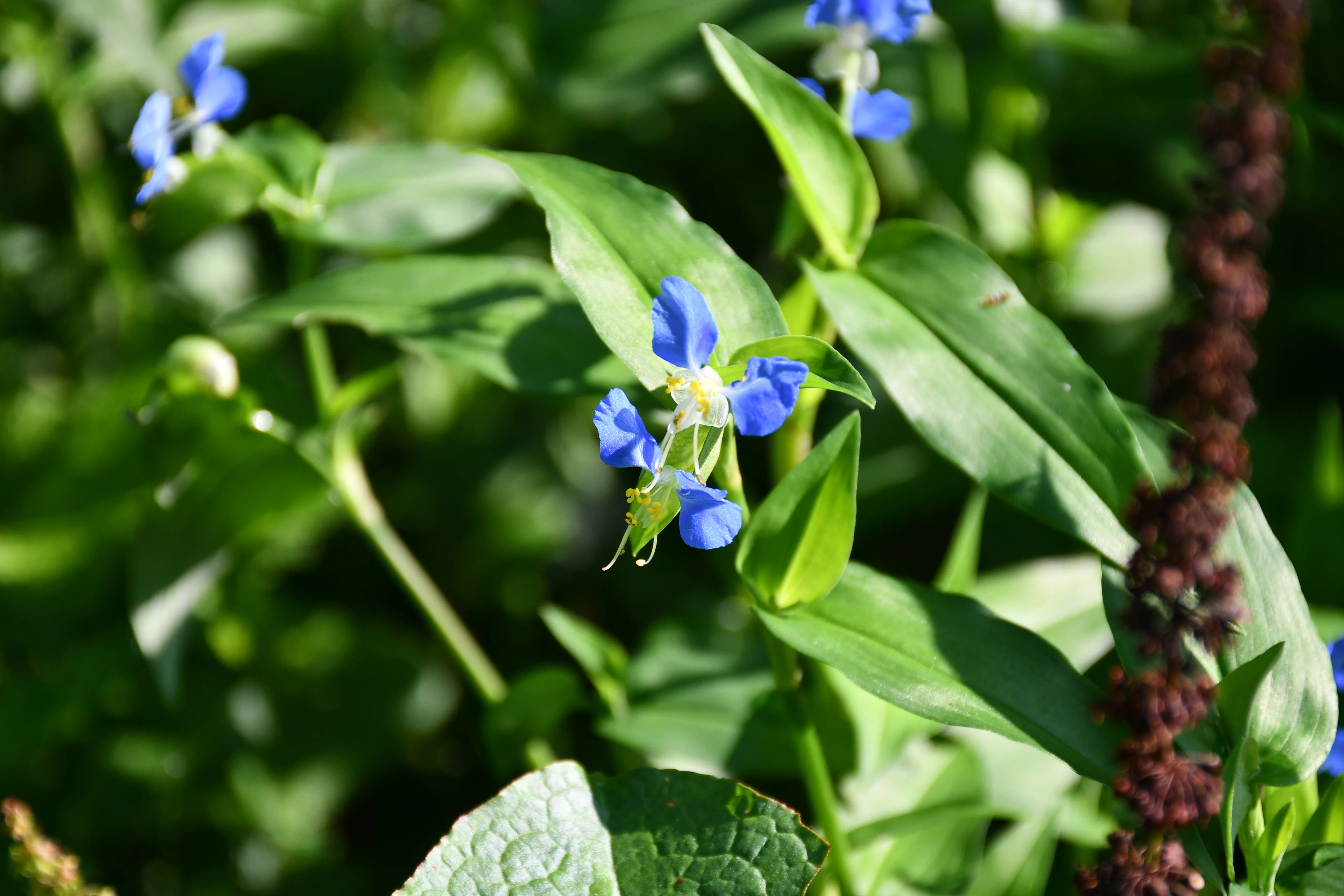 ツユクサ Asiatic Dayflower (Commelina communis)｜MURA Tadasi (村 正)