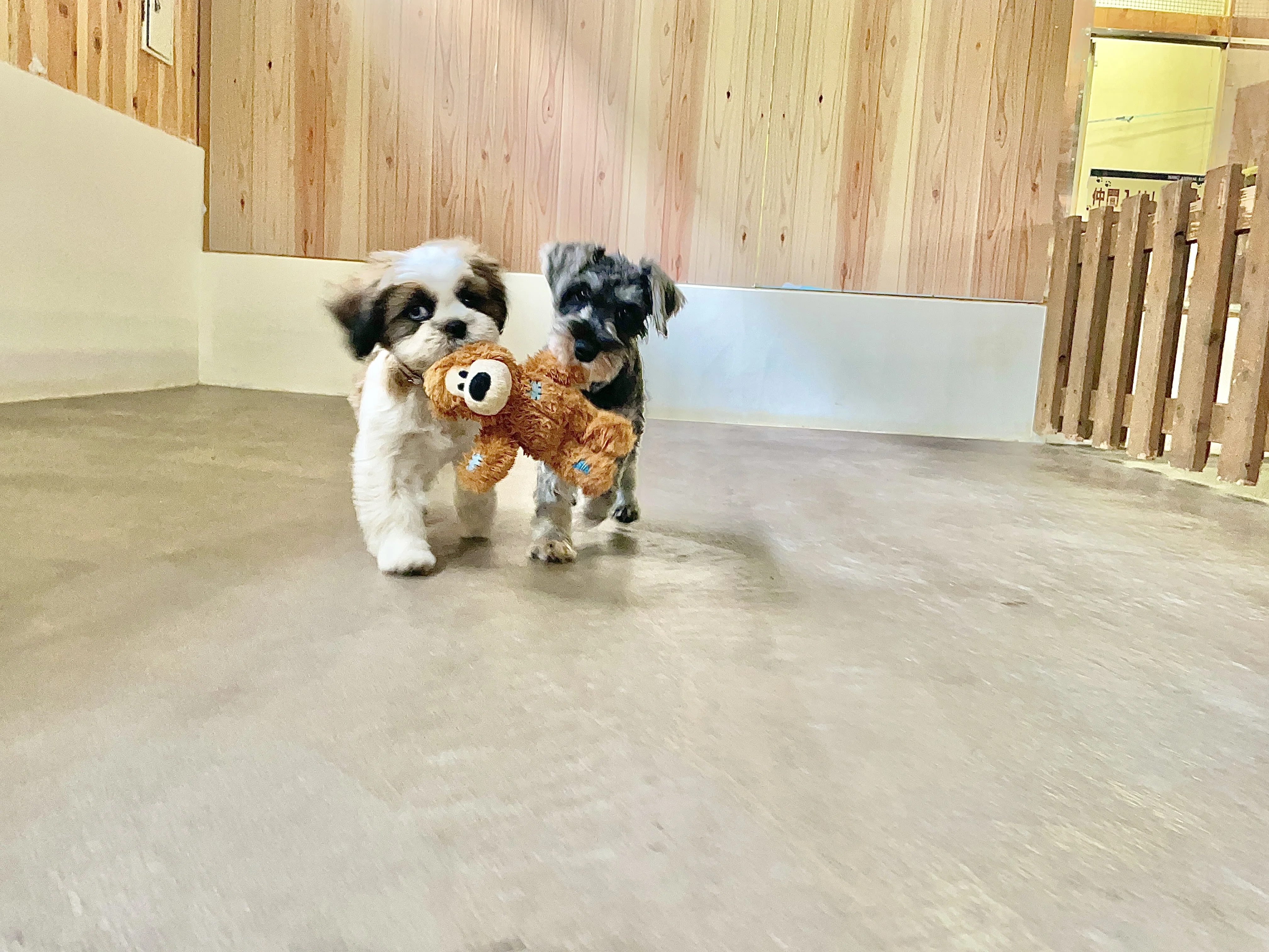 ニューフェイス！〜大型犬編〜｜那須どうぶつ王国公式note