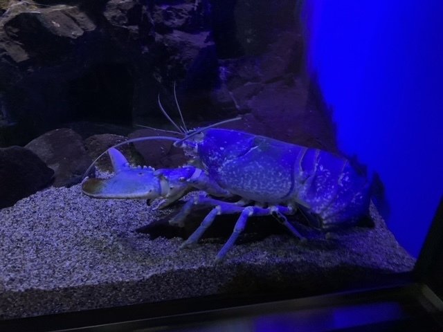 ちょっとややこしいお話｜仙台うみの杜水族館