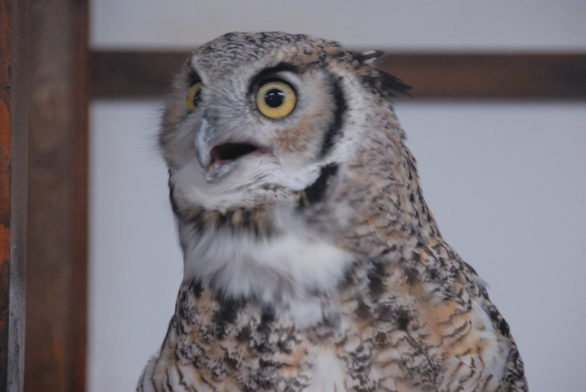 アメリカワシミミズクの写真３