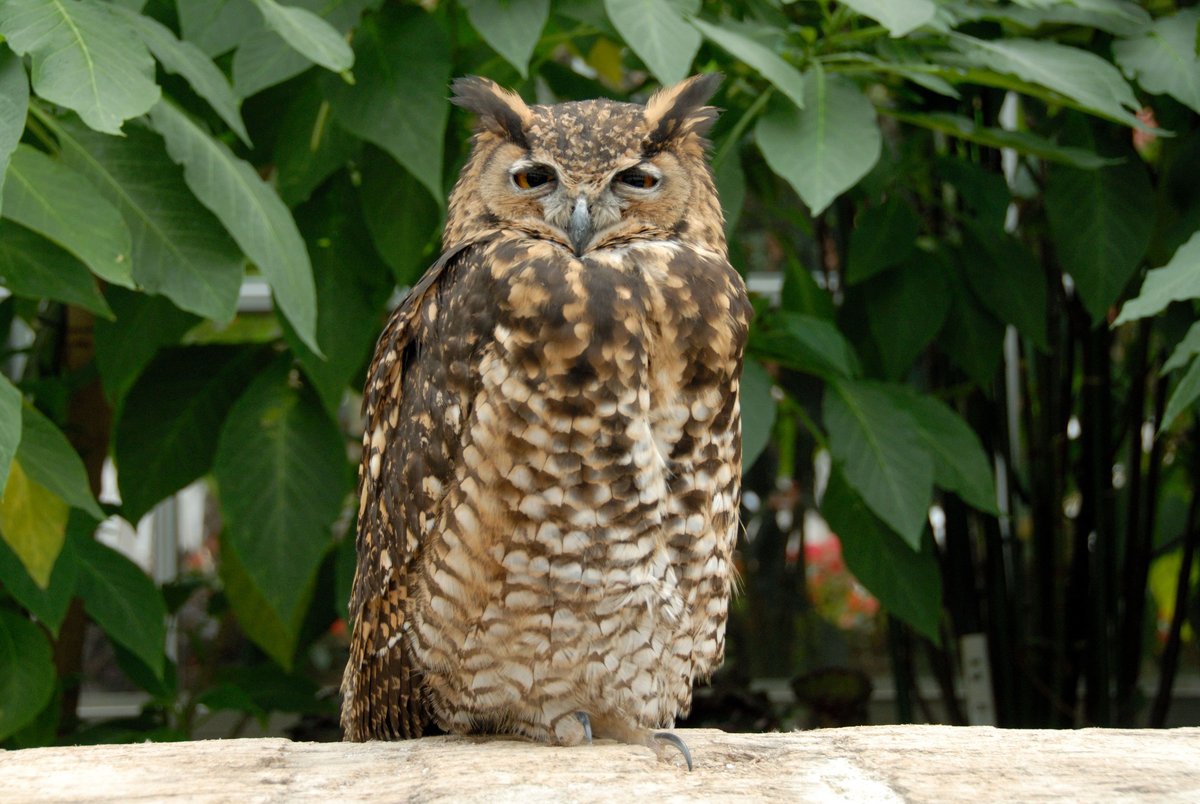 ケープワシミミズクの写真３