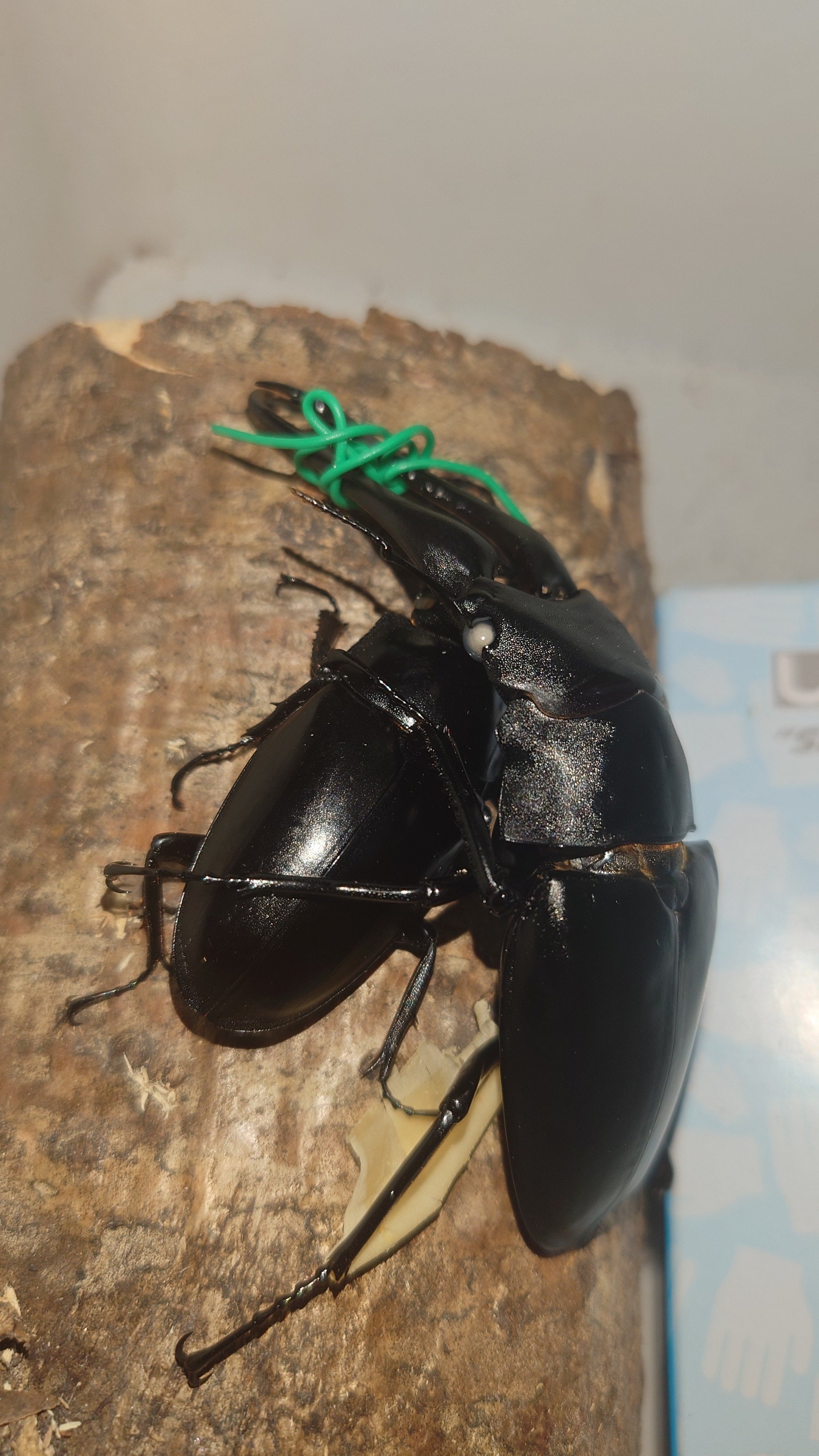 初心者のギラファノコギリクワガタ飼育｜kkyt