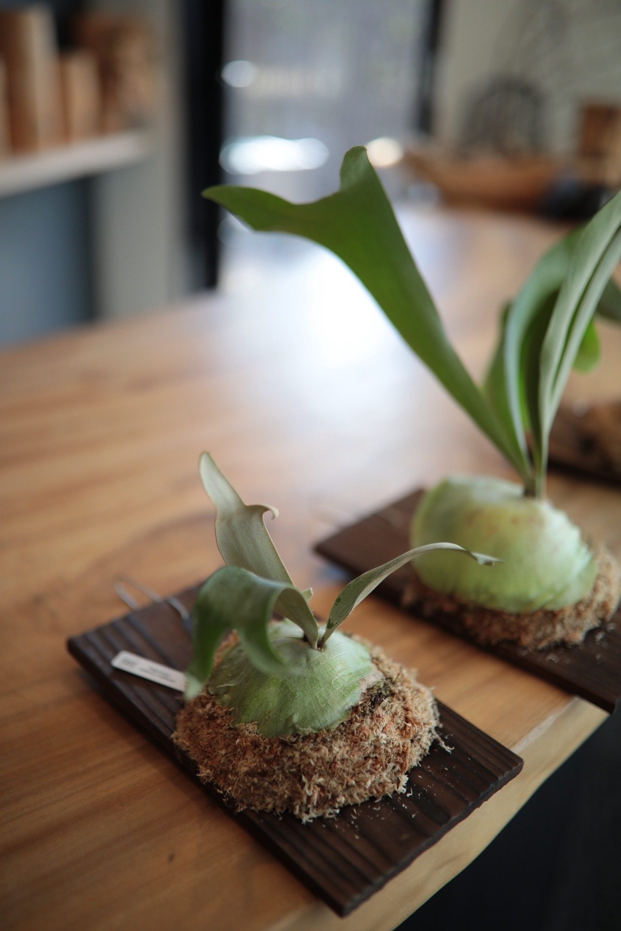 枯れる夏、枯らさない秋ビカクシダ。フォトジェニック🪴ライフ。｜有田