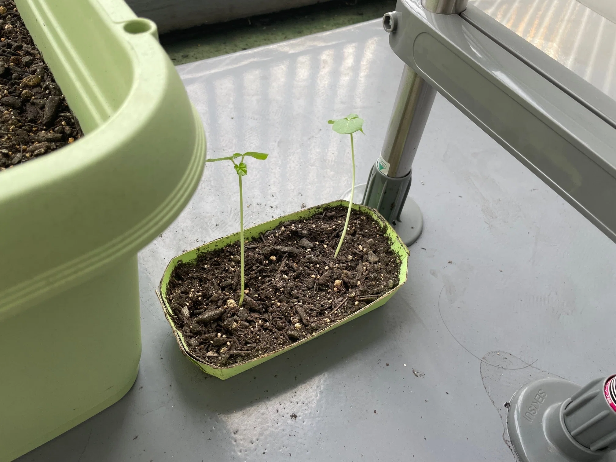 本葉が出ました / 間引きしました｜たけのこ