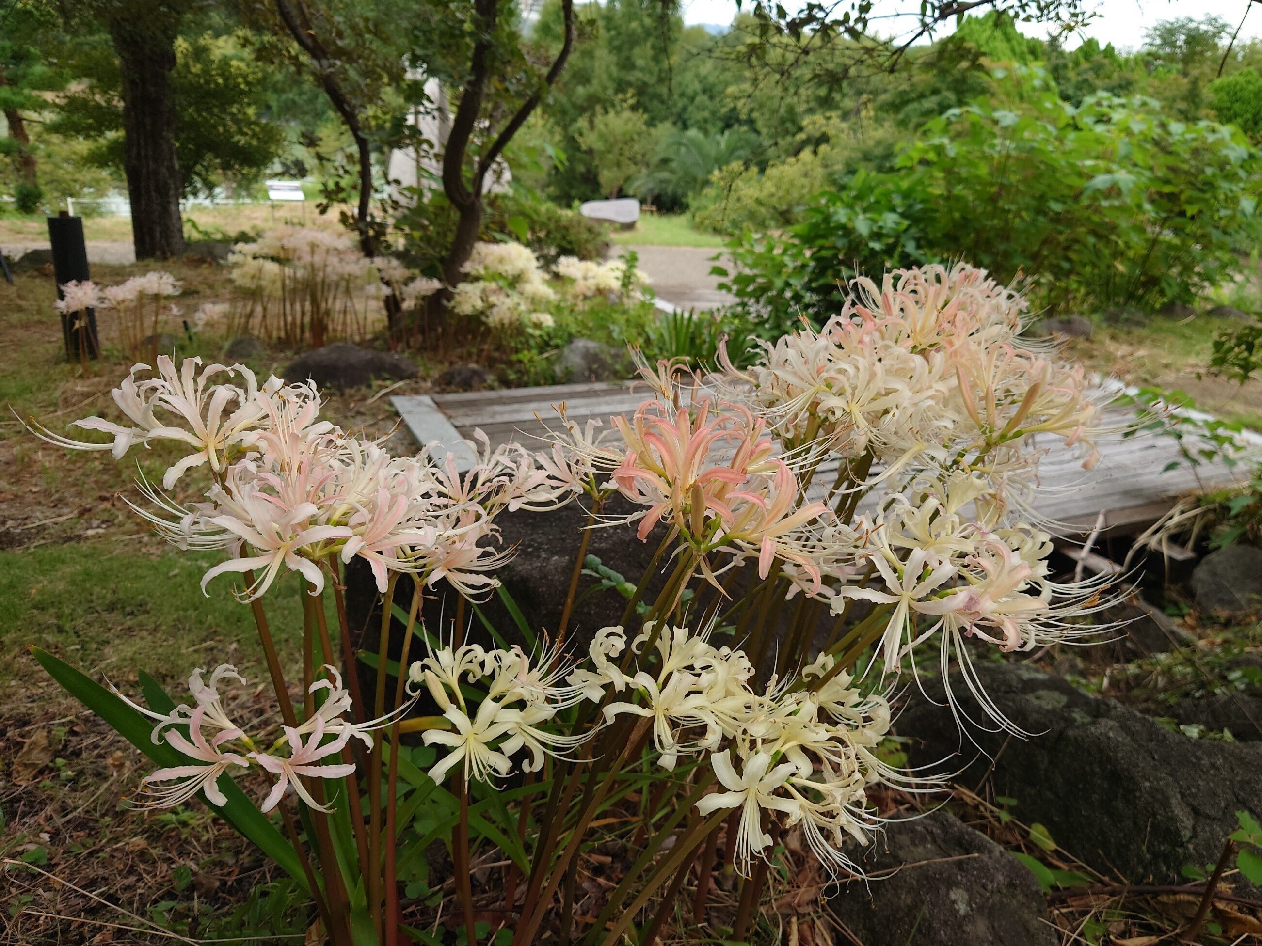 久尻鶴首花生 李朝 白磁草花文長頸瓶 – 燦禾 SANKA