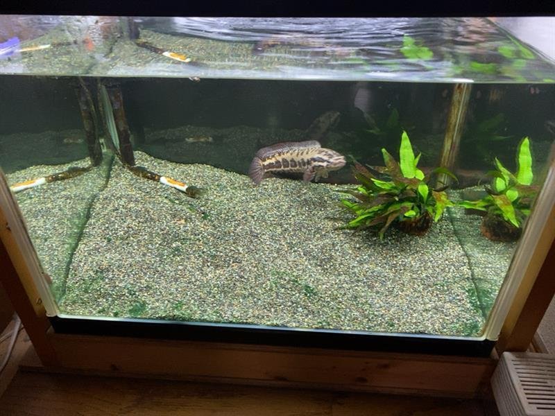 アフリカンスネークヘッド水槽リセット 大磯(中目)｜ハコ点のランマ