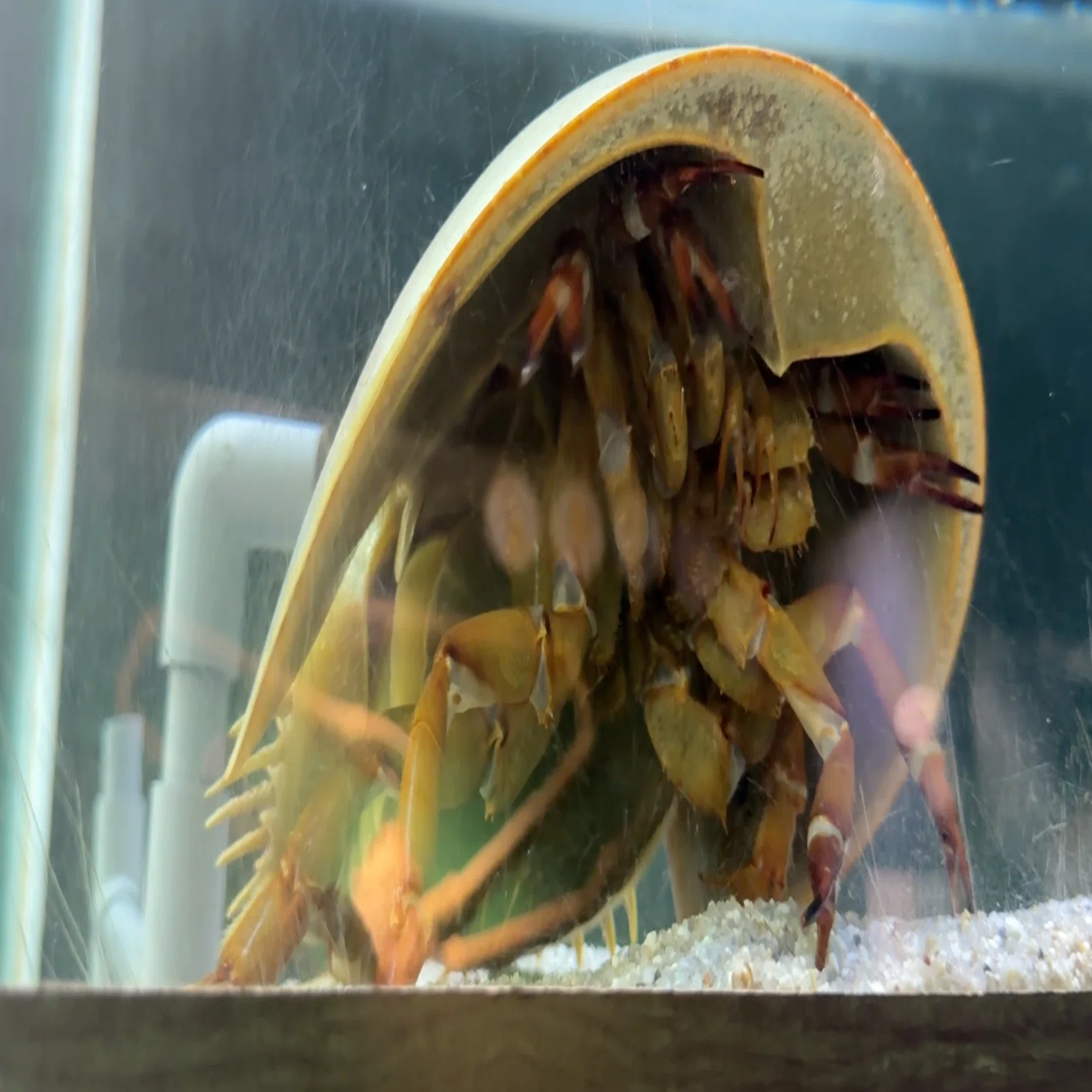 A Visit to Takeshima Aquarium｜探究学舎クリエイティブチーム/とりてん