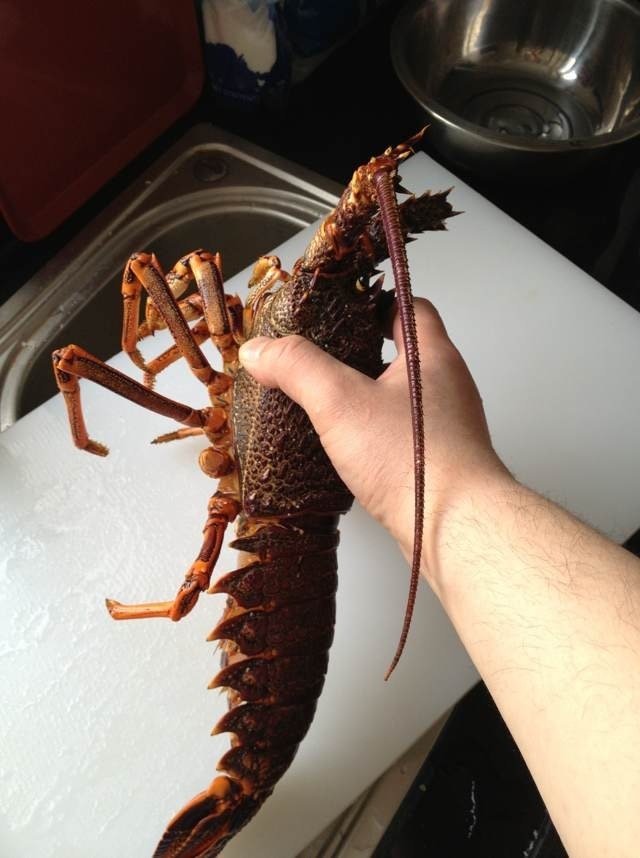 鋳物　伊勢海老　江戸時代 伊勢海老・芝蝦 文化遺産オンライン