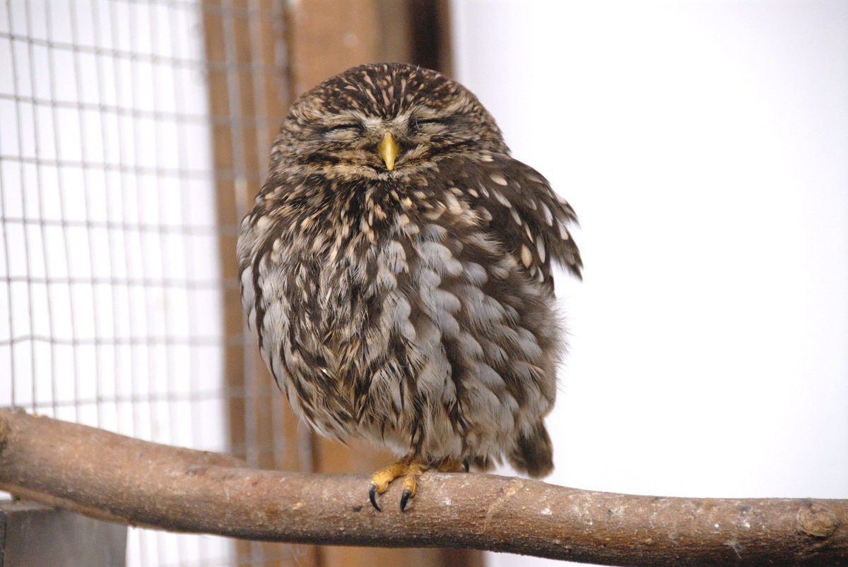 コキンメフクロウの写真３