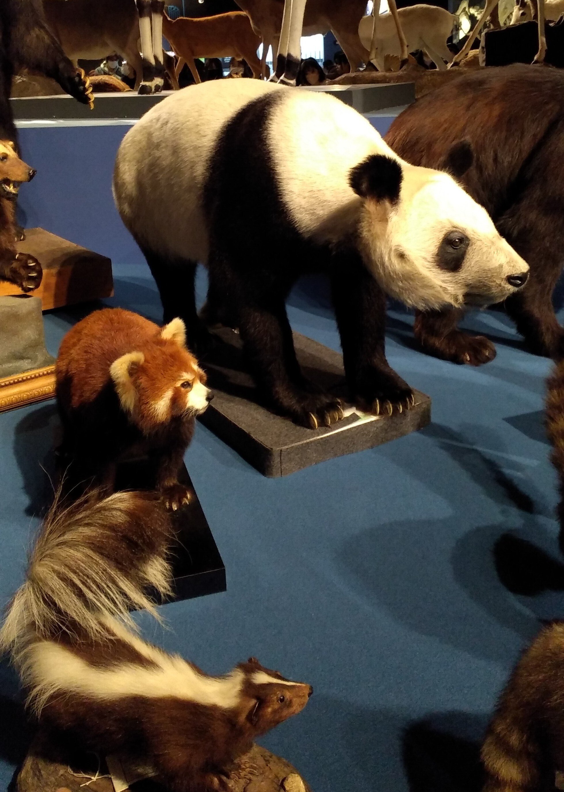 人気作家さま bear’s kitchen テディベア パンダ 週末にあったパンダクラスの最終回🐼 参加してかわいいパンダを