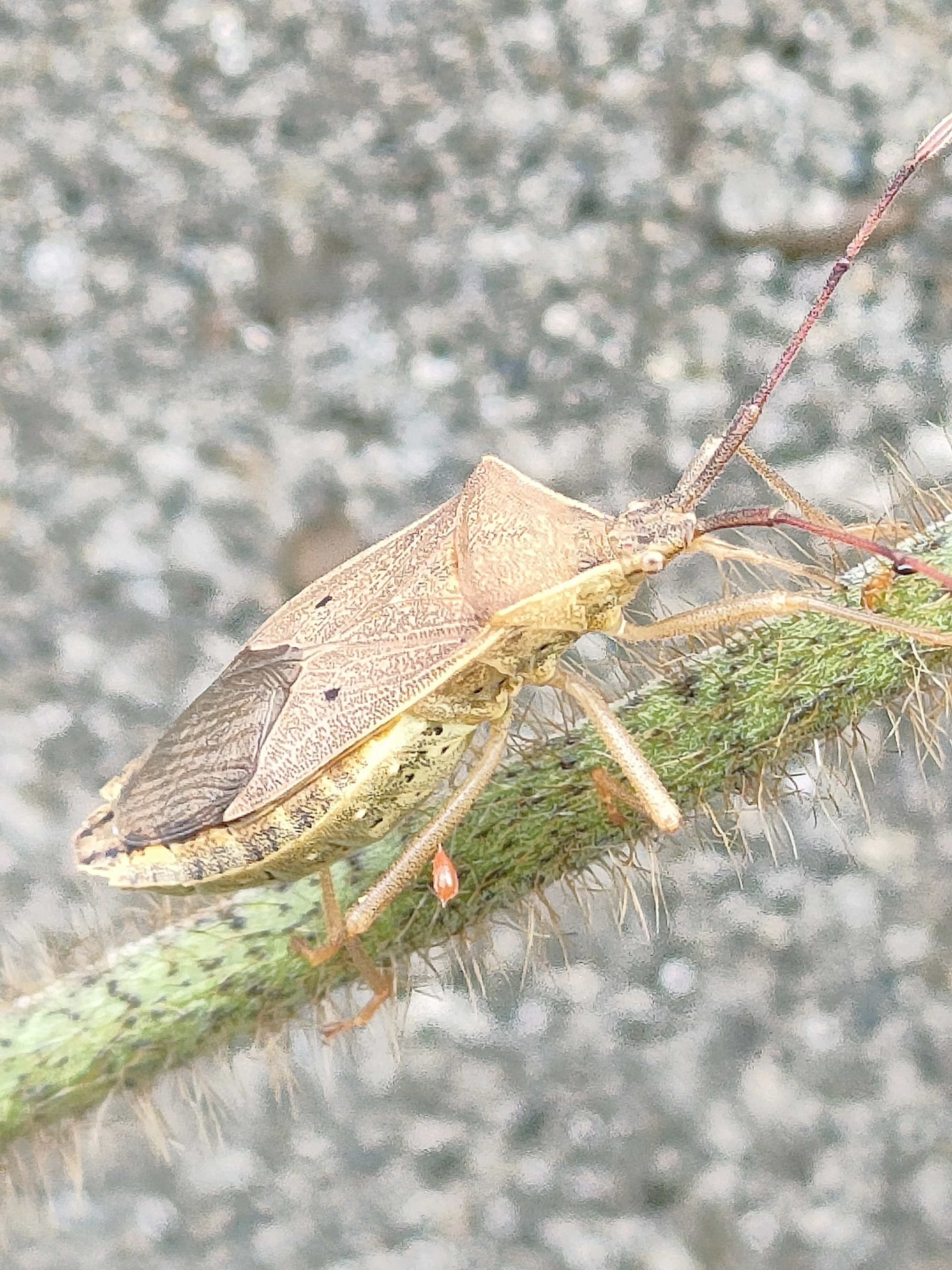 カメムシたち｜月澄狸