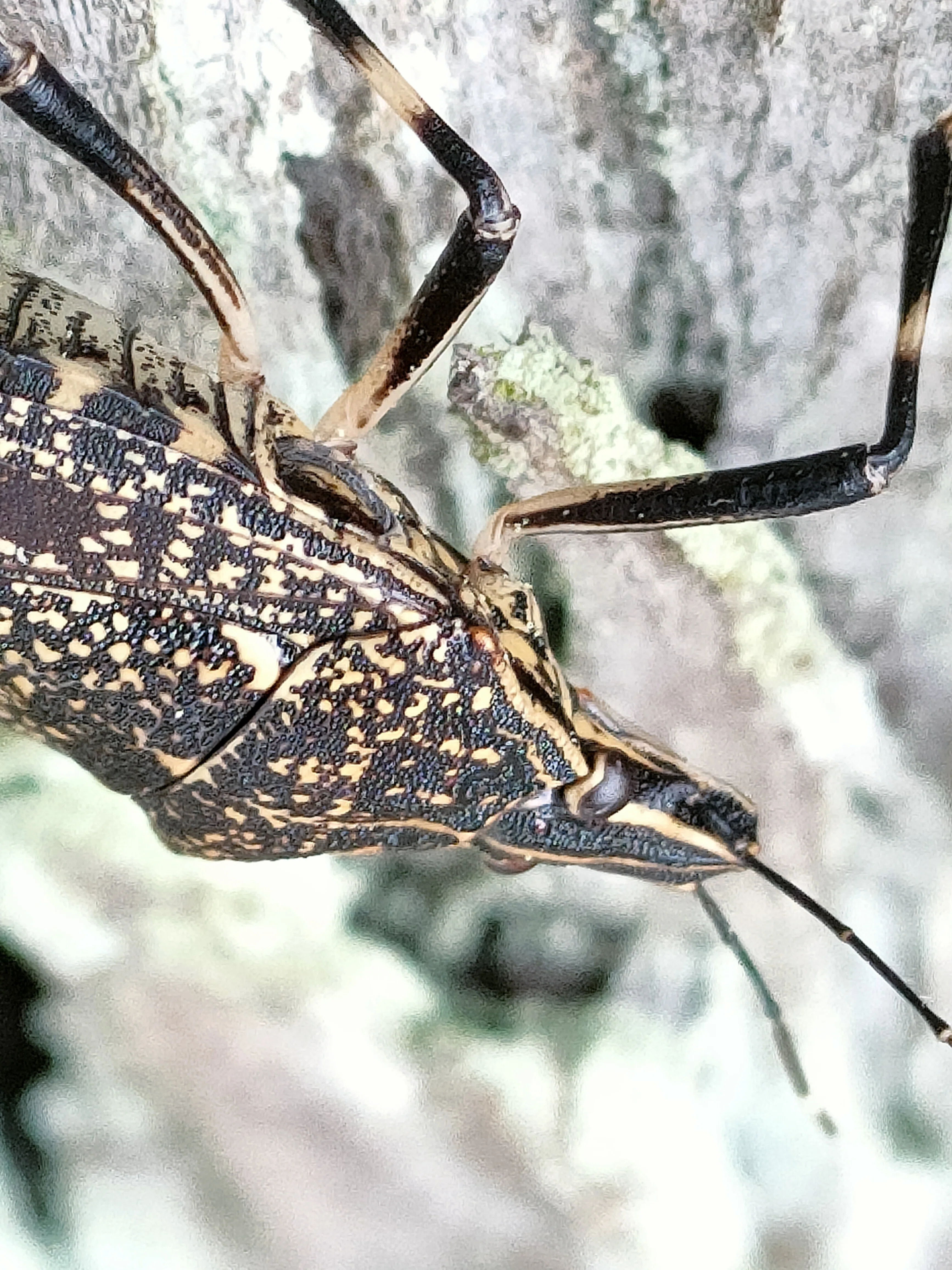 カメムシたち｜月澄狸
