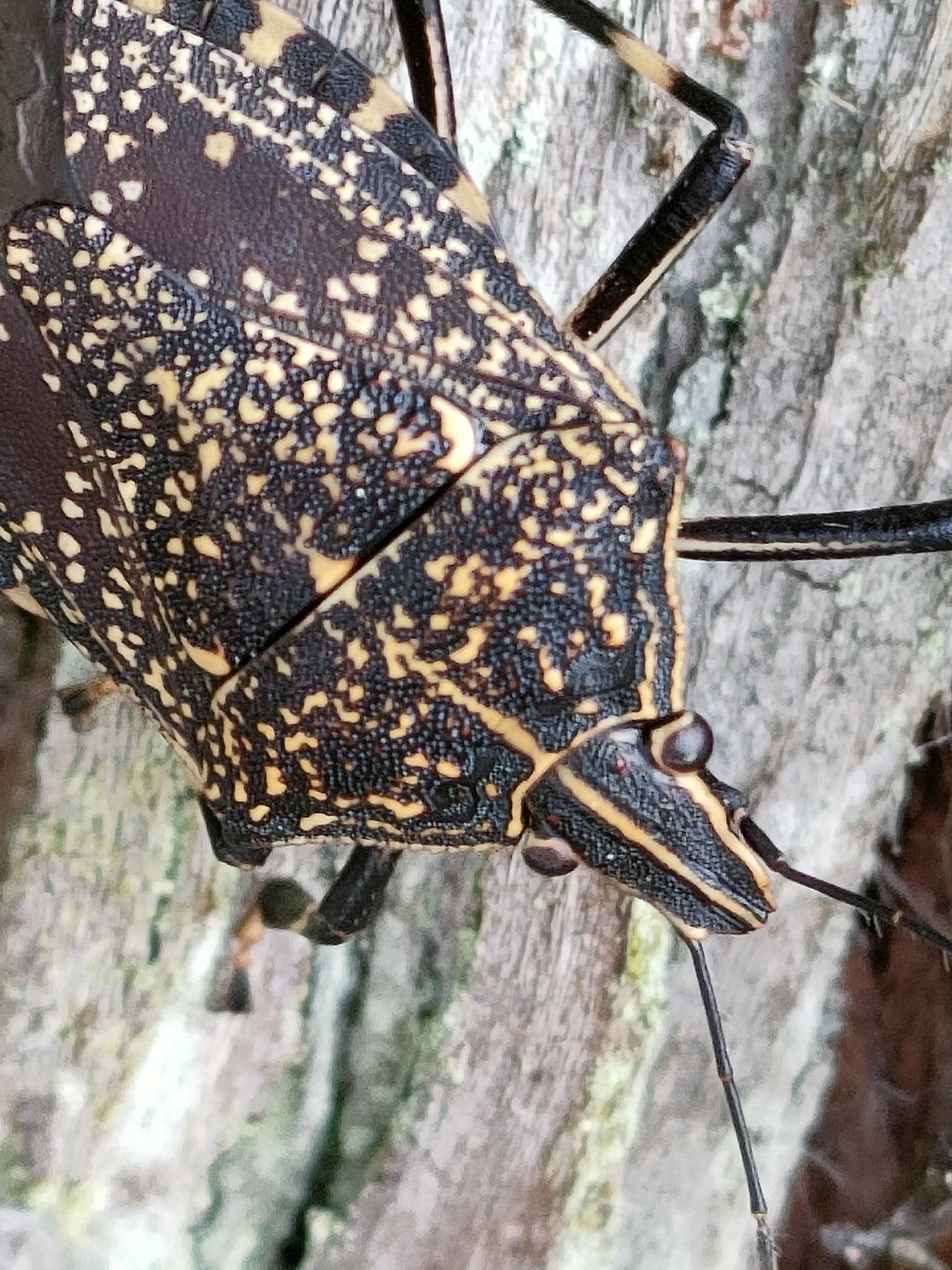 カメムシたち｜月澄狸