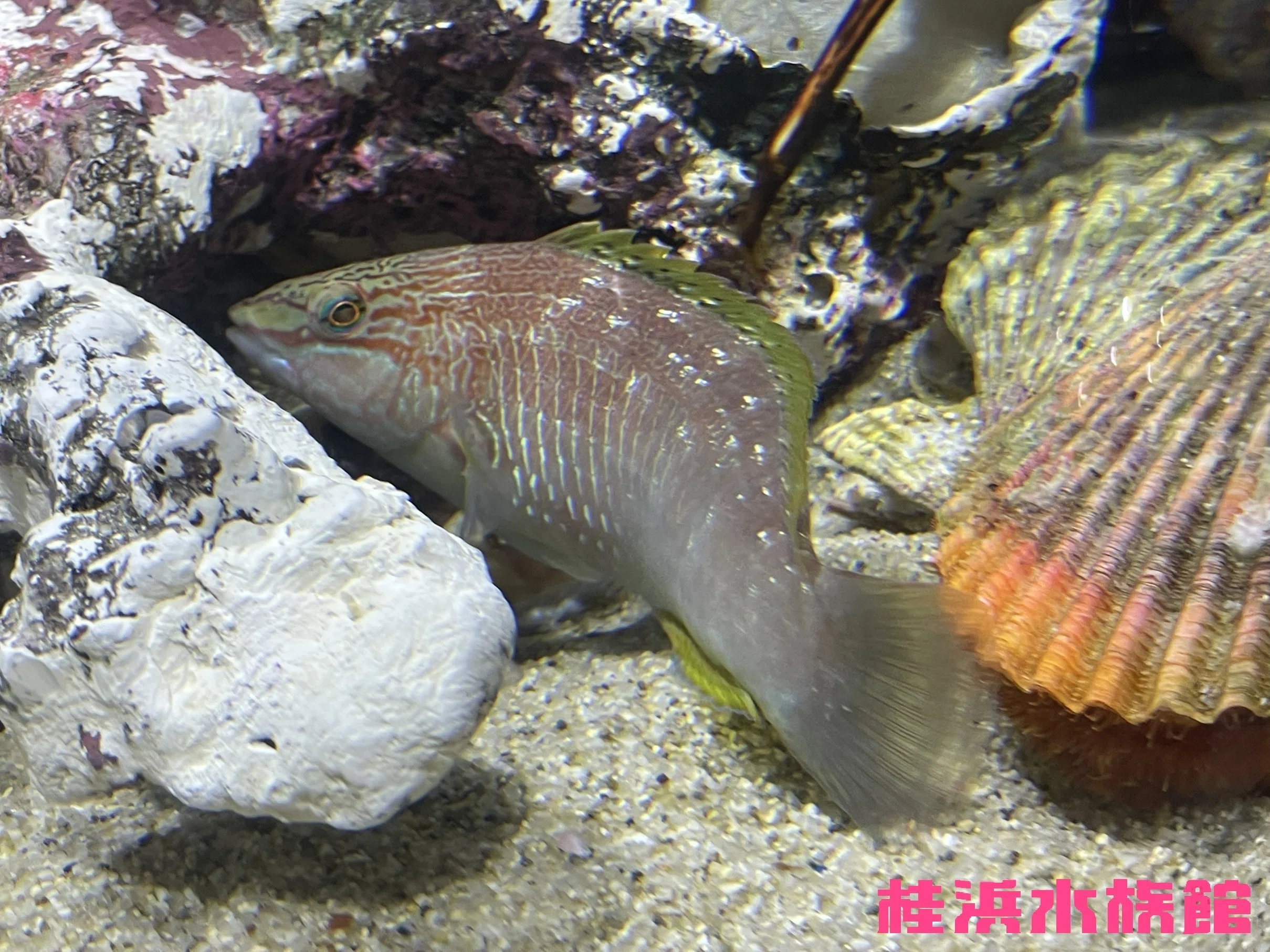 Japanese Pseudolabrus Wrasses 《Exhibit Animal Commentary》｜桂浜