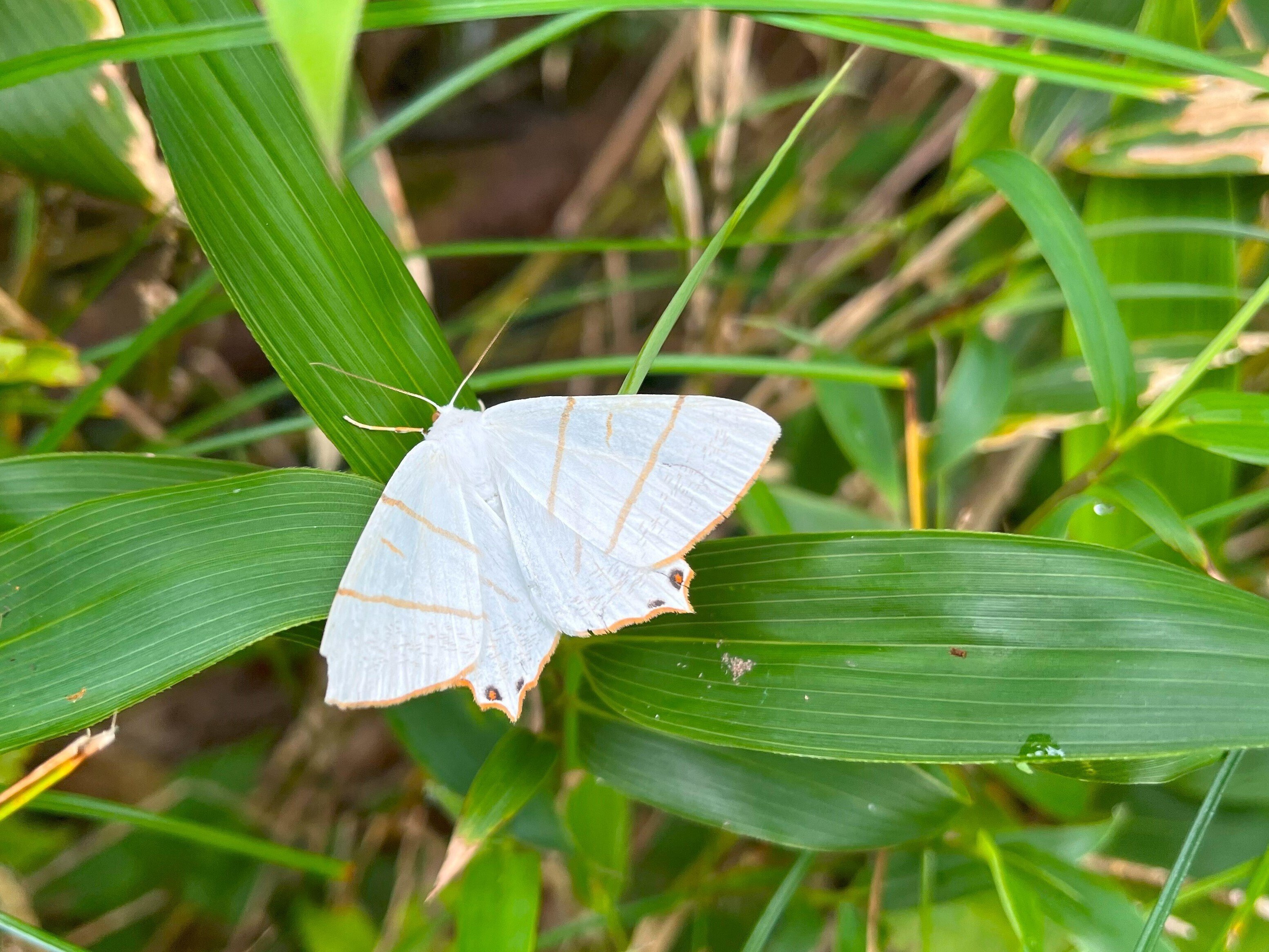 白い蝶だと思い調べて知った諸々雑学｜かぼちゃかべ