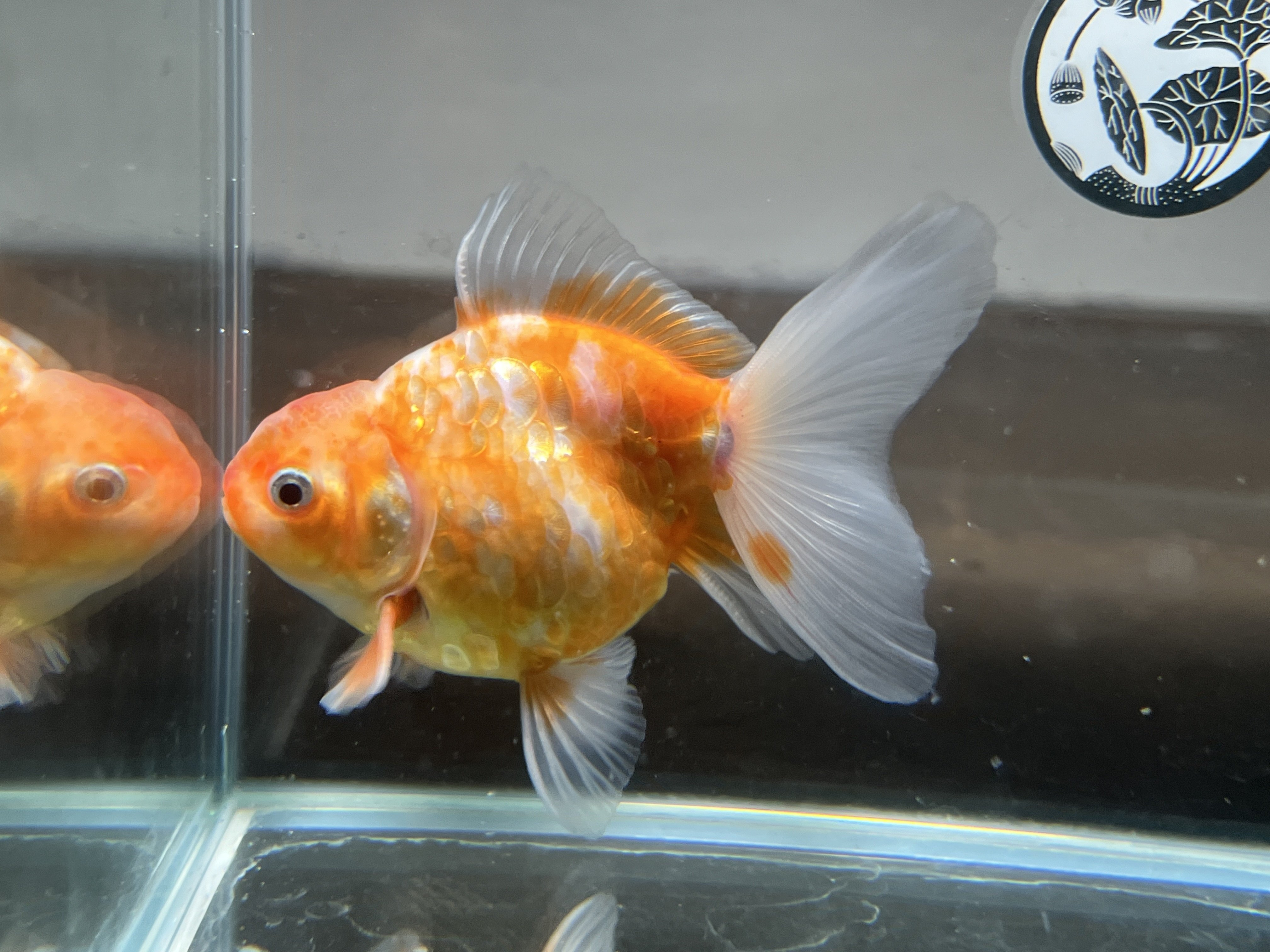 KONECT Dragon tailシリーズ　⭐️最終価格⭐️ YGK YGK・よつあみ XBRAID オードラゴンX4 SS1.40 150m X019 0.4