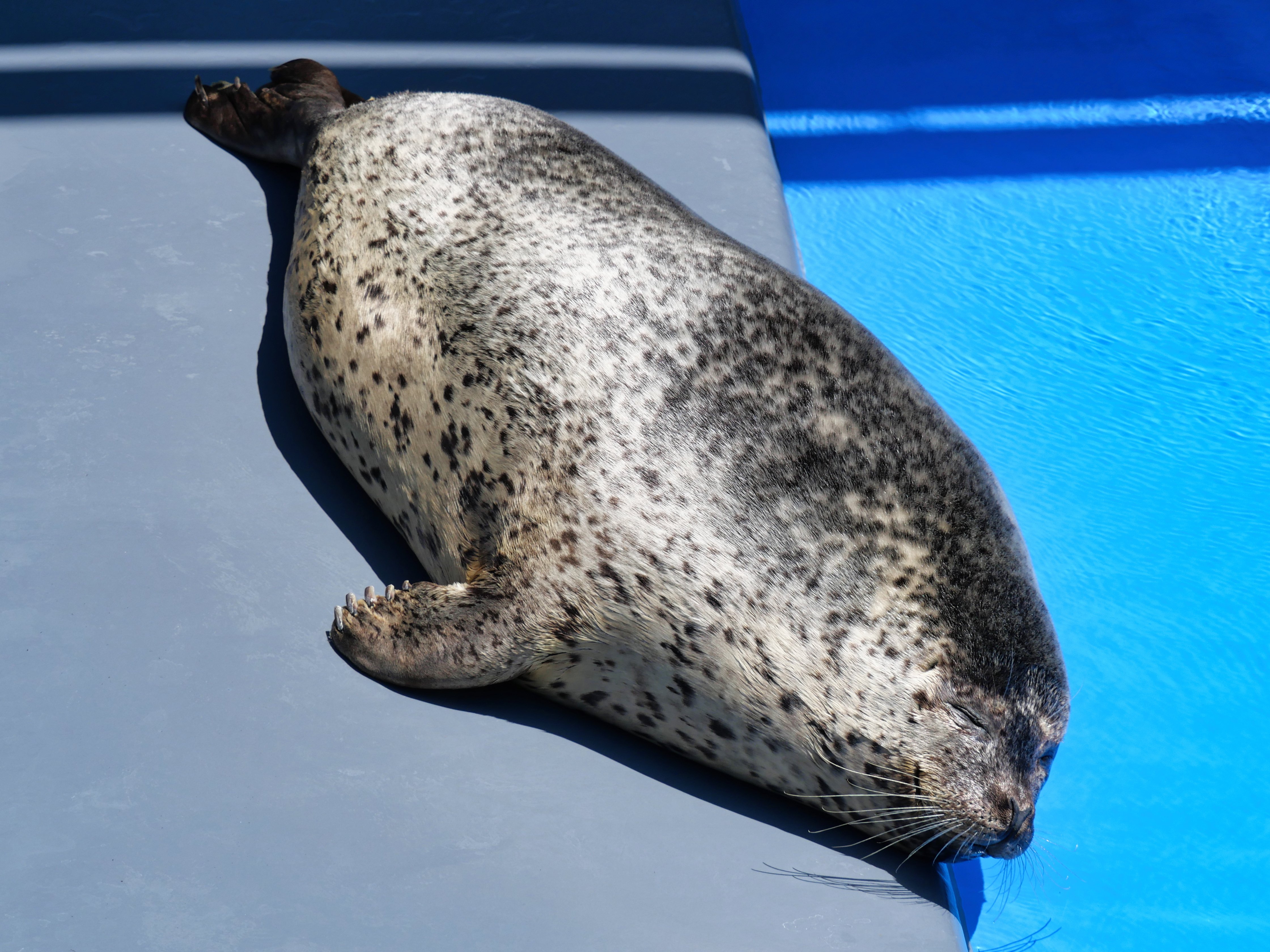 アザラーがアザラシを愛しているポイントを語るnote｜ベッチ