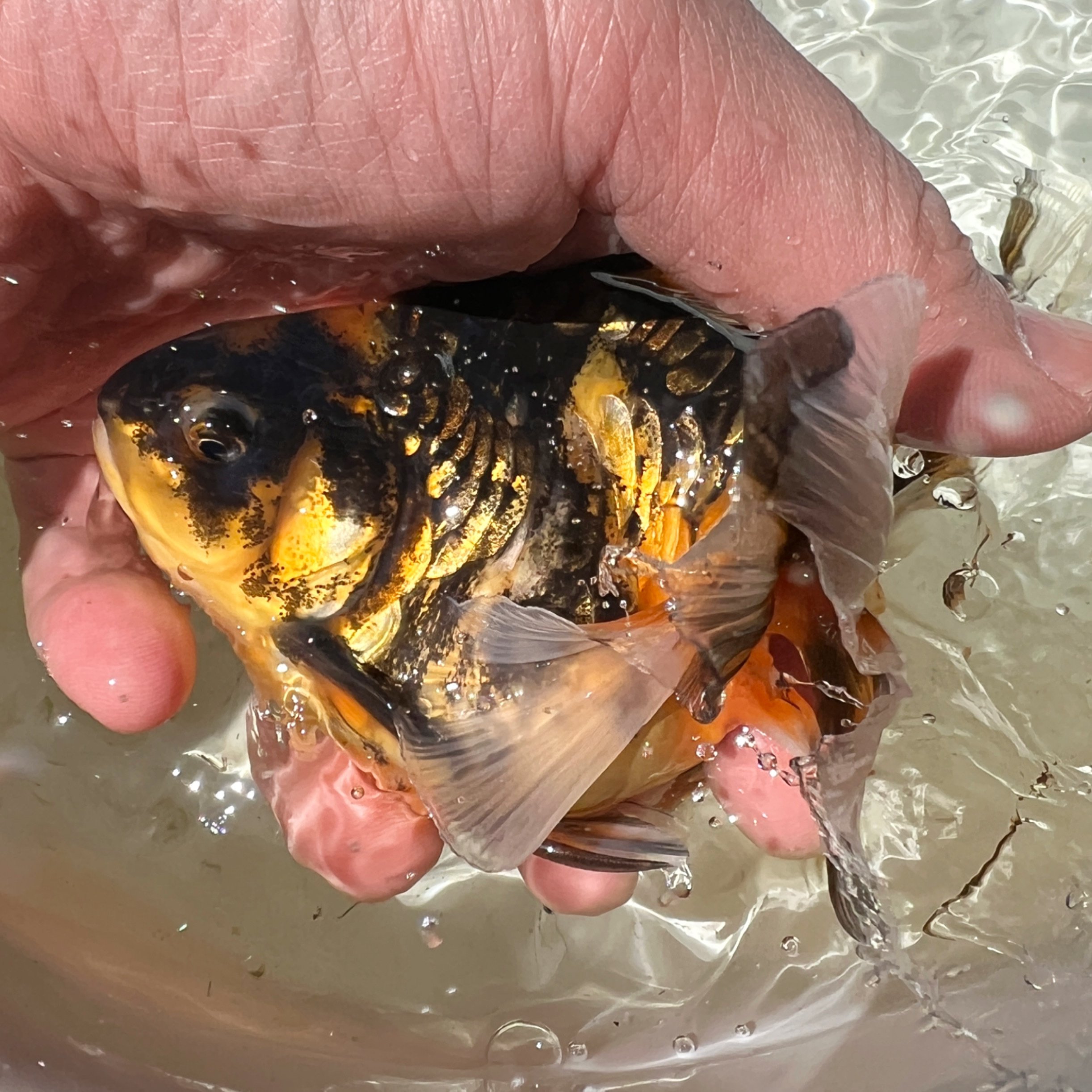 KONECT Dragon tailシリーズ　⭐️最終価格⭐️ YGK YGK・よつあみ XBRAID オードラゴンX4 SS1.40 150m X019 0.4