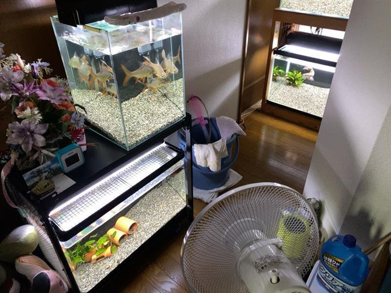マーフィード 観賞魚用浄水器 スタンダードクラシック導入 マーフィード 観賞魚用浄水器 スタンダードクラシック導入