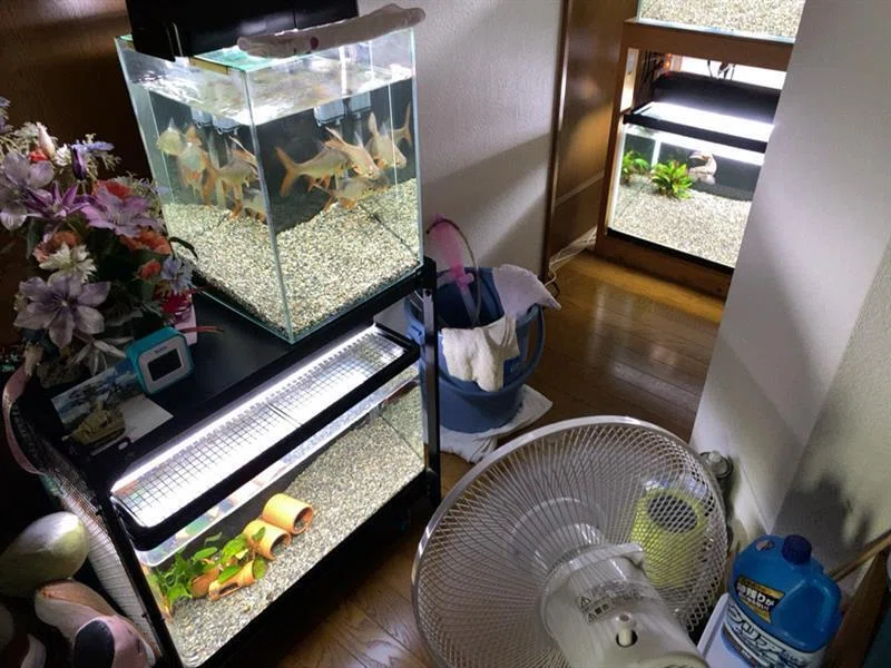 マーフィード 観賞魚用浄水器 スタンダードクラシック導入！｜ハコ点の 