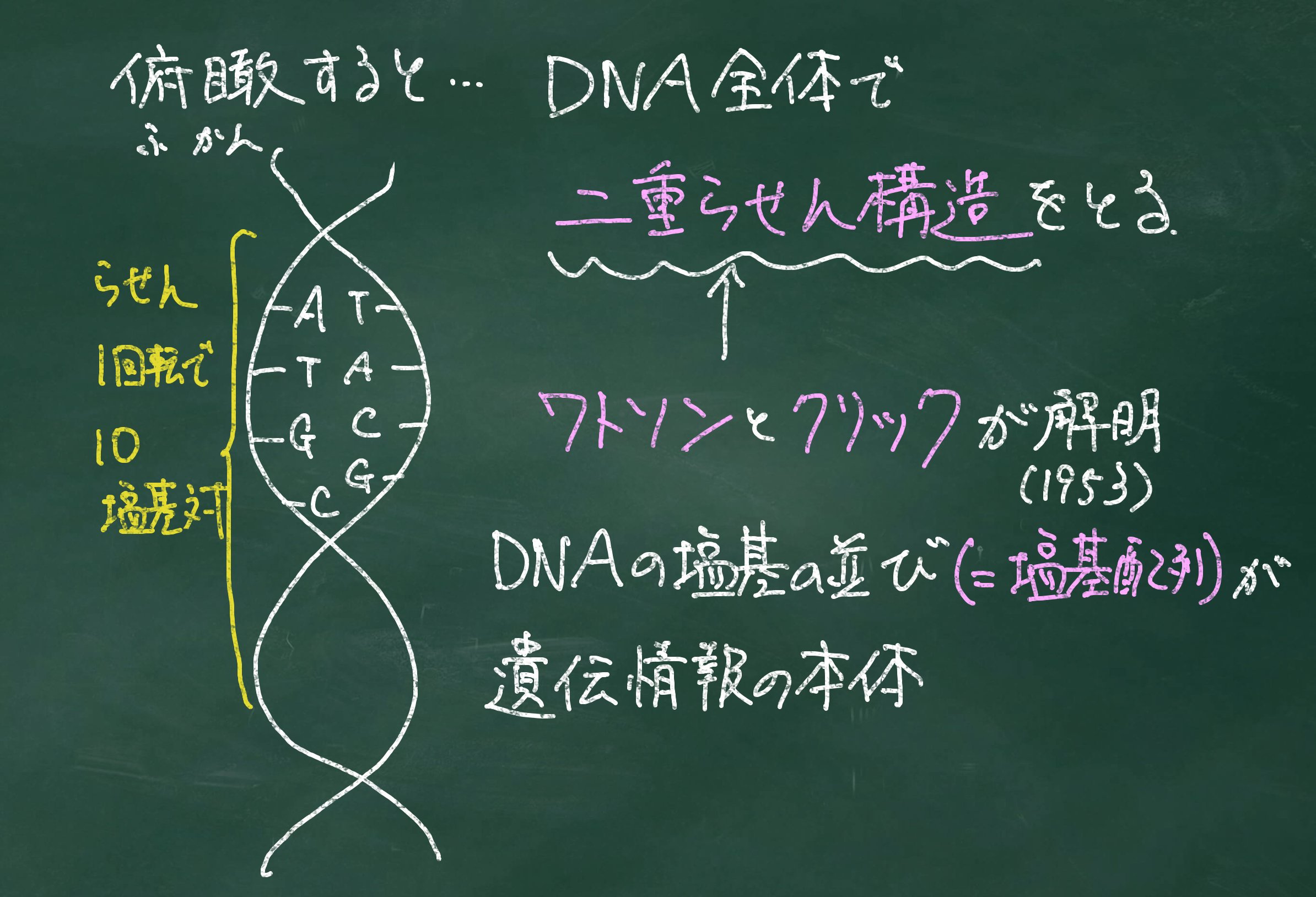 生物基礎】DNAを通して自分自身を知る【授業実践備忘録】｜YUM