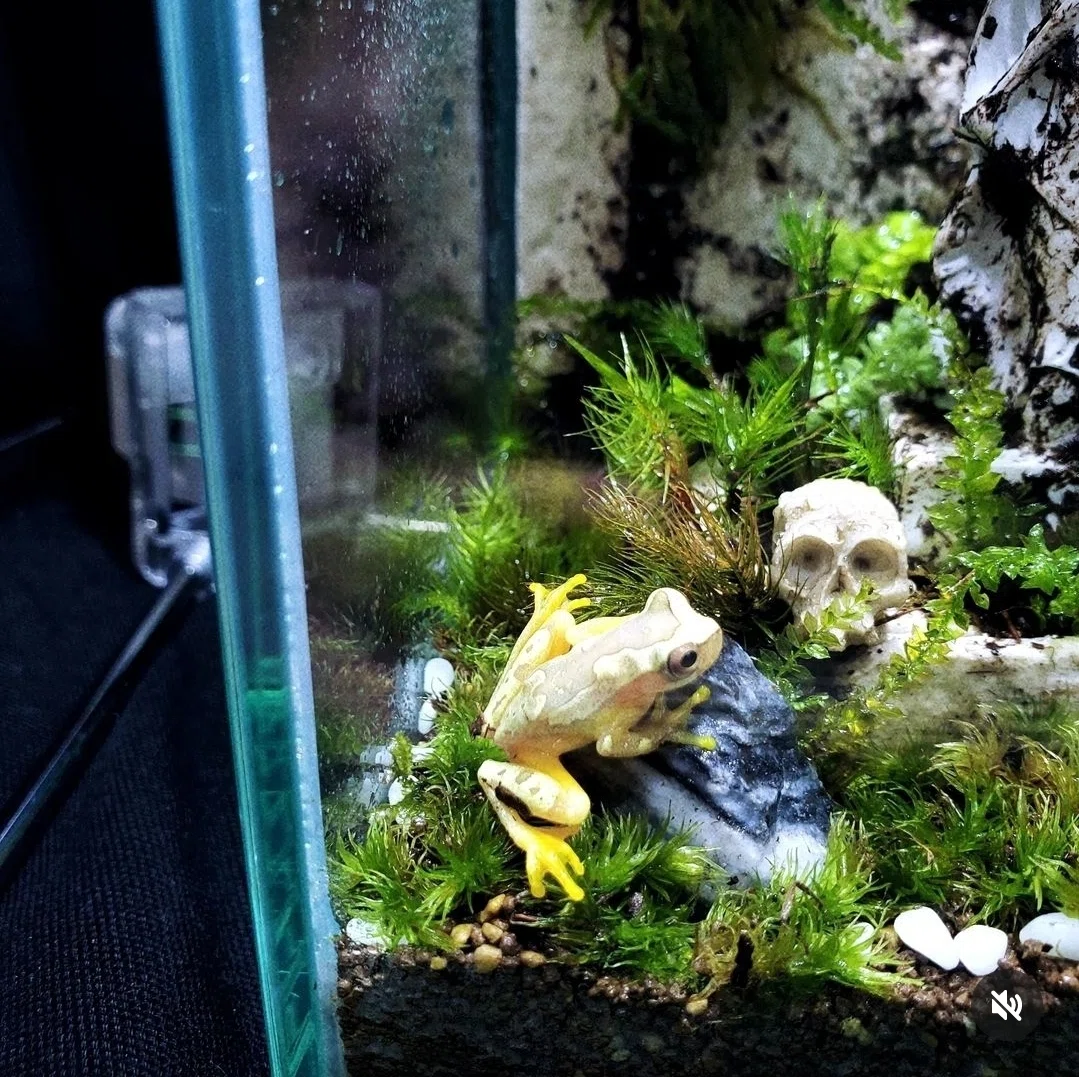 苔テラリウム　⑤ How to make a moss terrarium with spring water #115 - YouTube