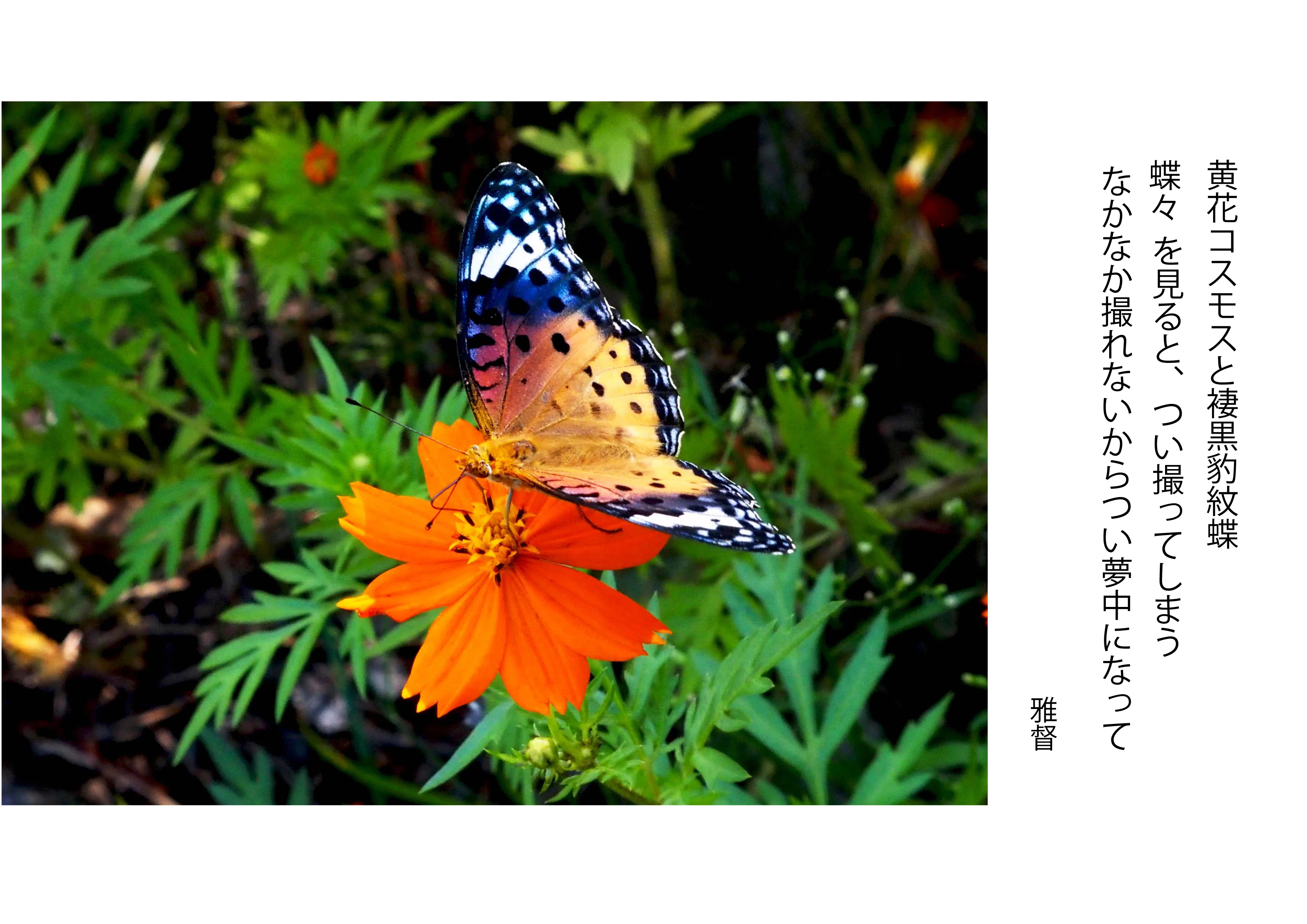 写真を愉しむ 黄花コスモスと褄黒豹紋蝶 ｜gatokukubo