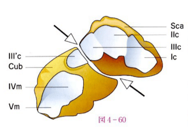 カパンジー機能解剖学 II 下肢 カパンジー機能解剖学 II 下肢 原著第7版/医歯薬出版株式会社
