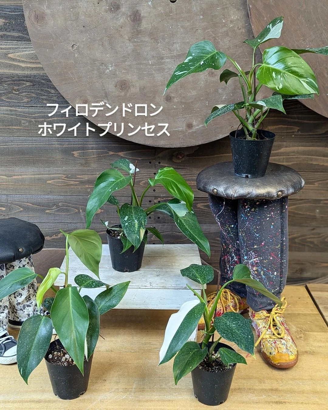 WG 胞子 (しいたけ栽培から学ぶSDGs | ベジリンク(VegeLINK)) WG 胞子 (しいたけ栽培から学ぶSDGs | ベジリンク(VegeLINK))