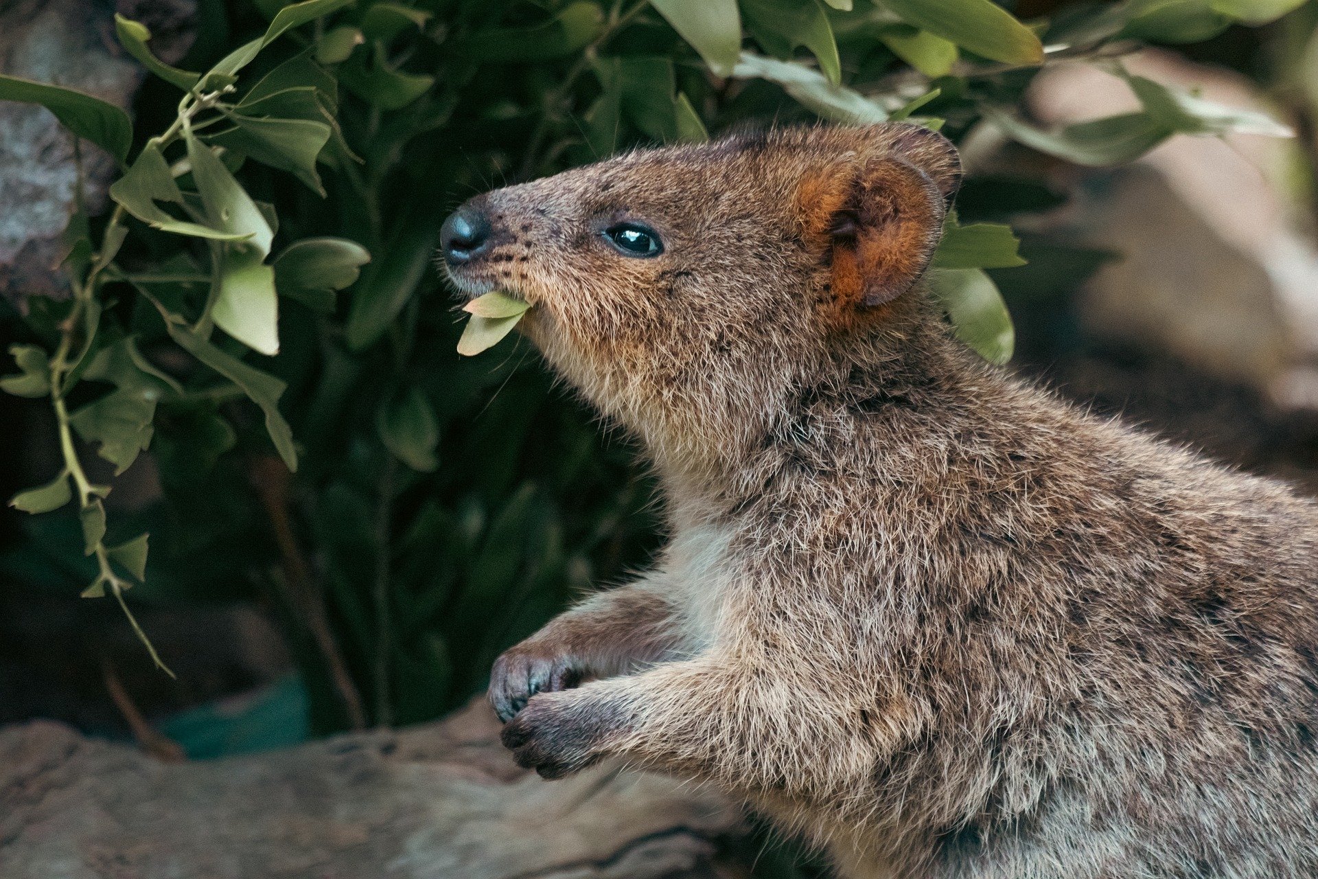 世界一幸せな動物!?オーストラリアから来日した可愛い小動物
