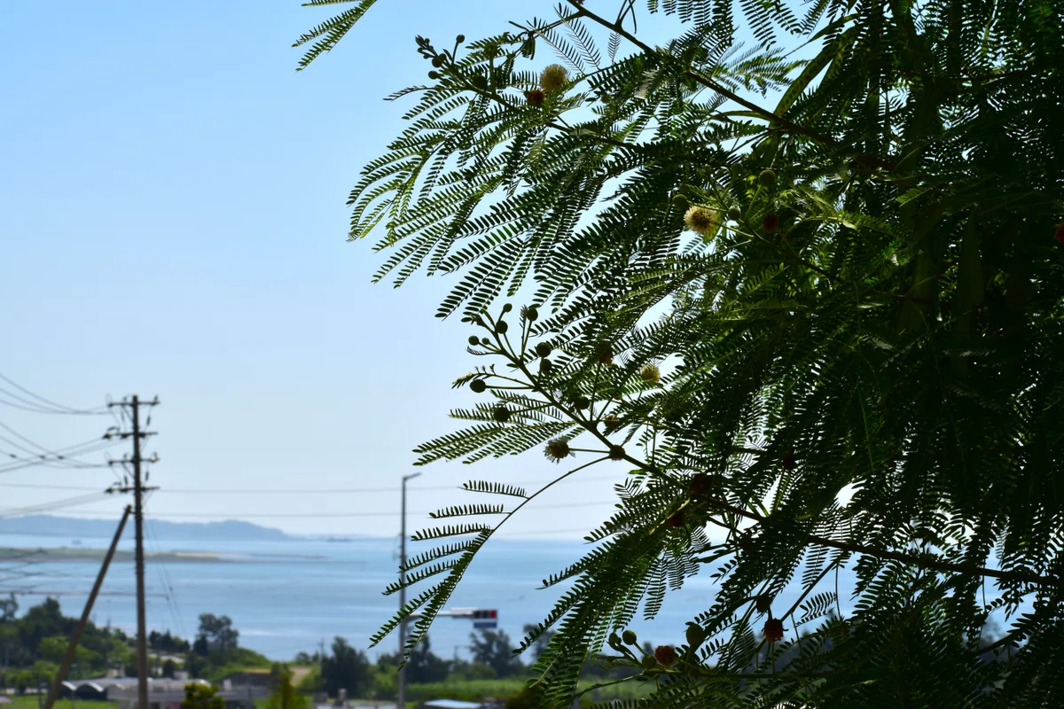夏空と海に下る坂道|沖縄散歩人