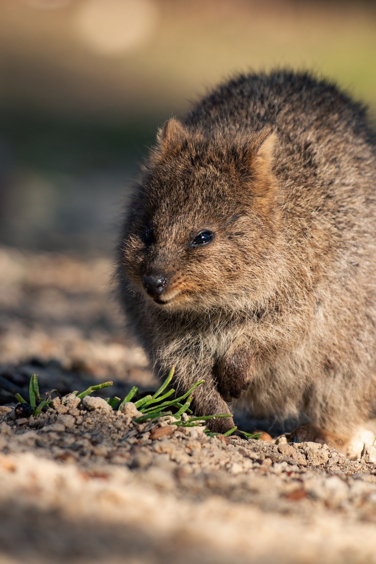 世界一幸せな動物!?オーストラリアから来日した可愛い小動物 世界一幸せな動物!?オーストラリアから来日した可愛い小動物