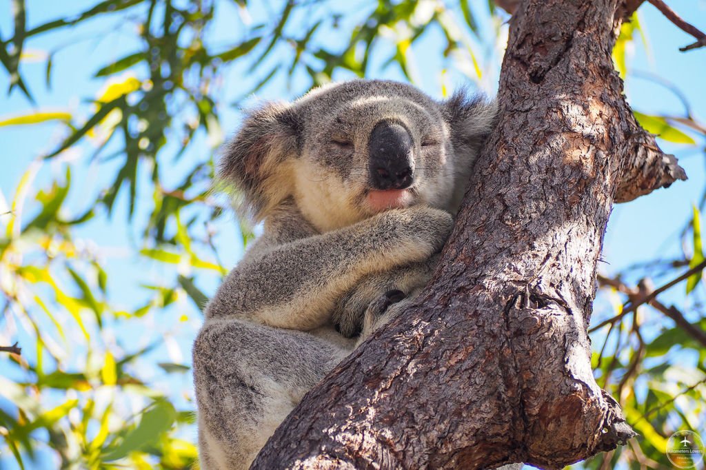 世界一幸せな動物!?オーストラリアから来日した可愛い小動物 世界一幸せな動物!?オーストラリアから来日した可愛い小動物