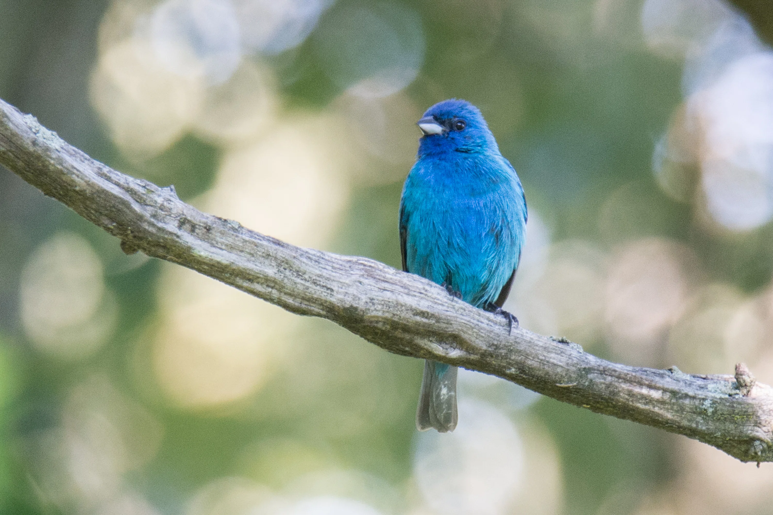 シカゴでバードウォッチング！】 Indigo Bunting ルリノジコ｜ローリー