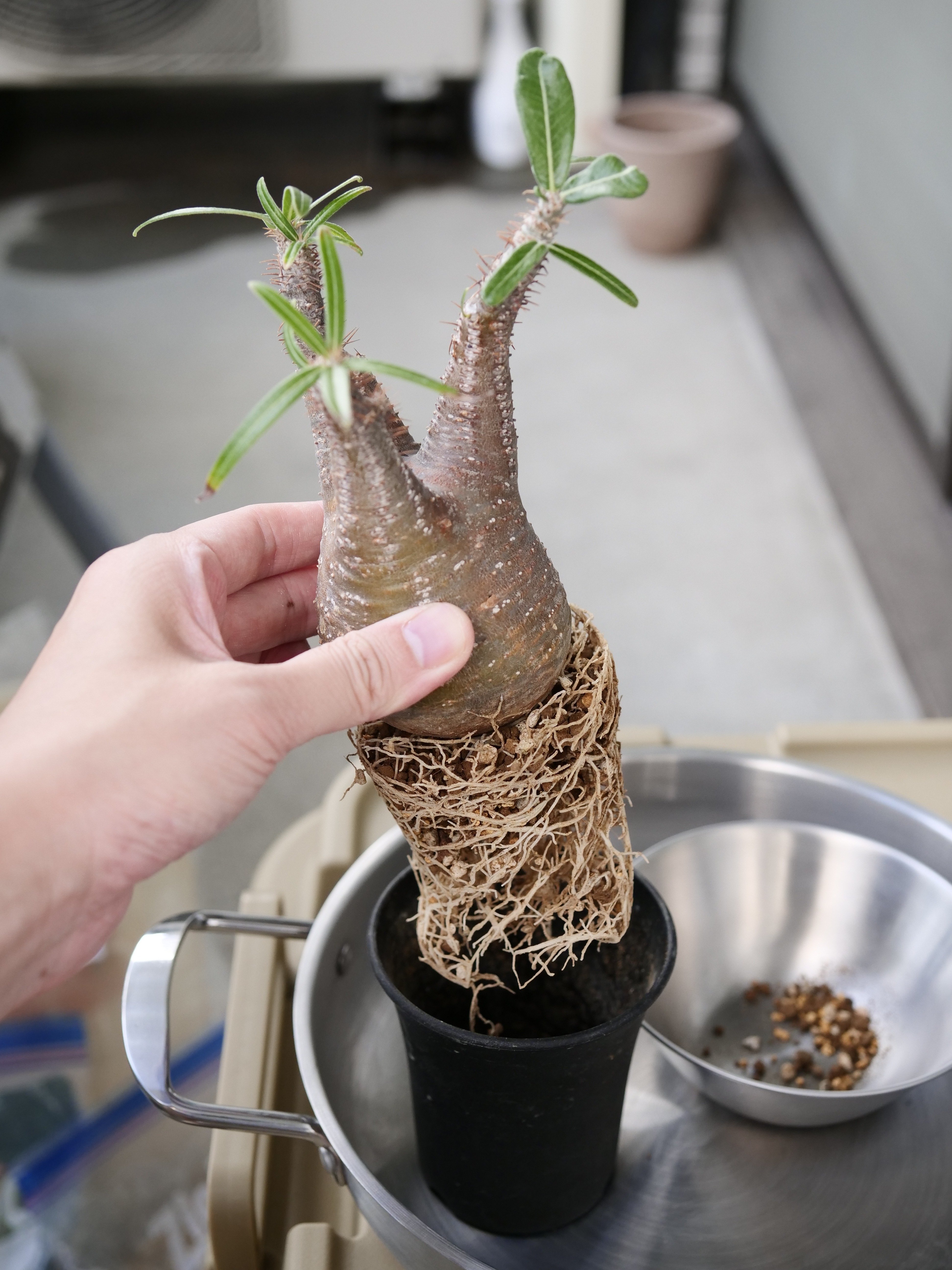 生成AIは塊根植物の交配種をイメージできるか？ vol.1｜株式会社