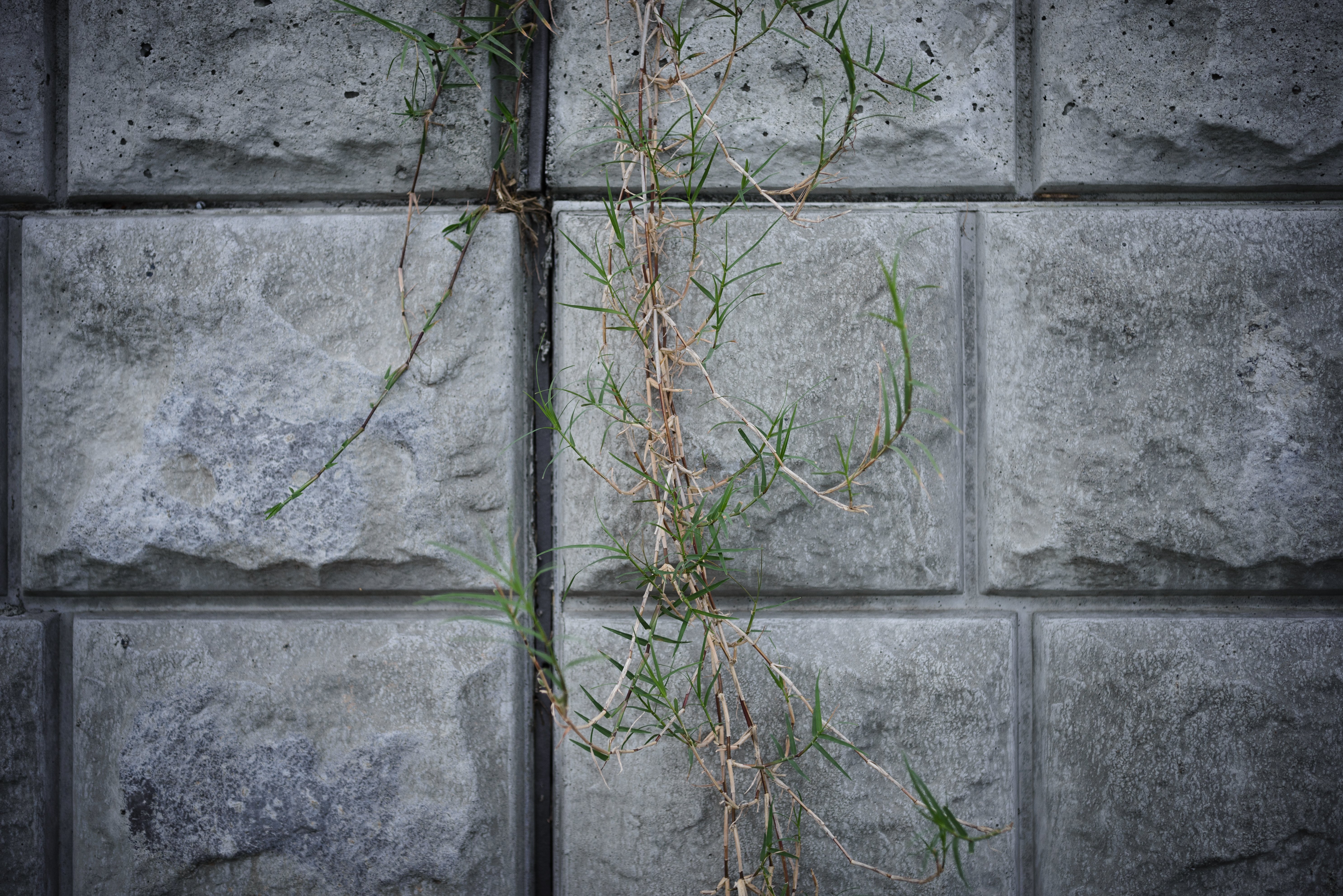 古いFXレフ機D600 vs そこそこ今時のDXミラーレス機Z 50で撮り比べて