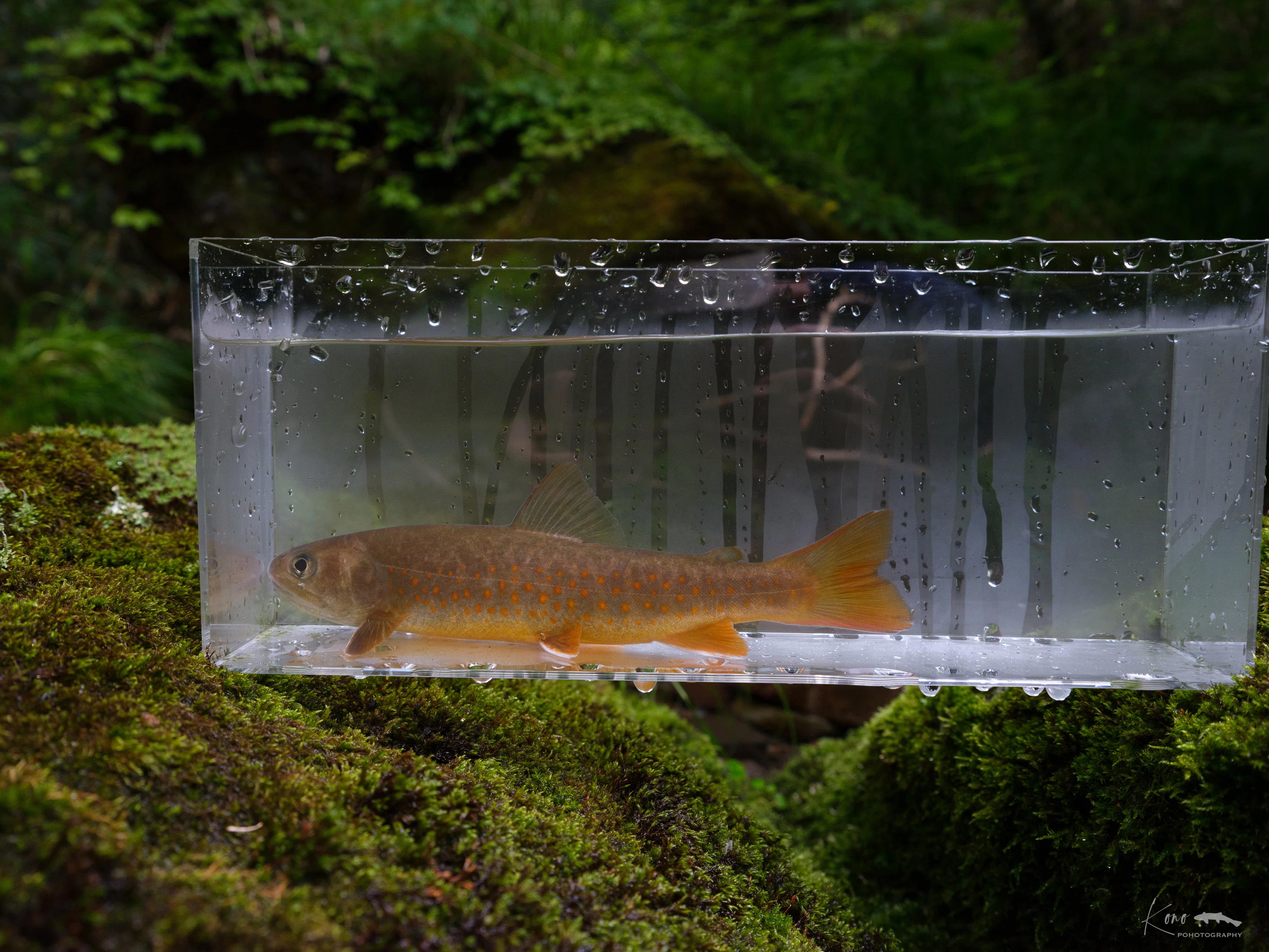渓流釣り】木曽川水系 とある支流系の最高地点の岩魚を求めて｜山ト岩魚と